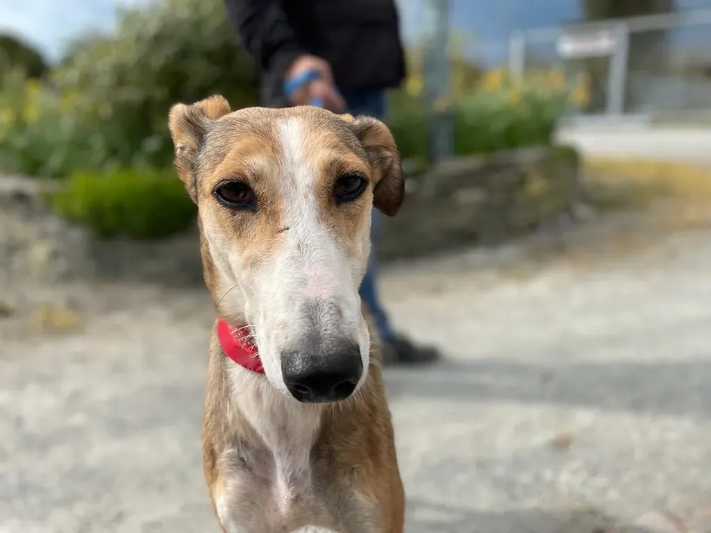 donna lurcher saluki adozioni petlevrieri 25