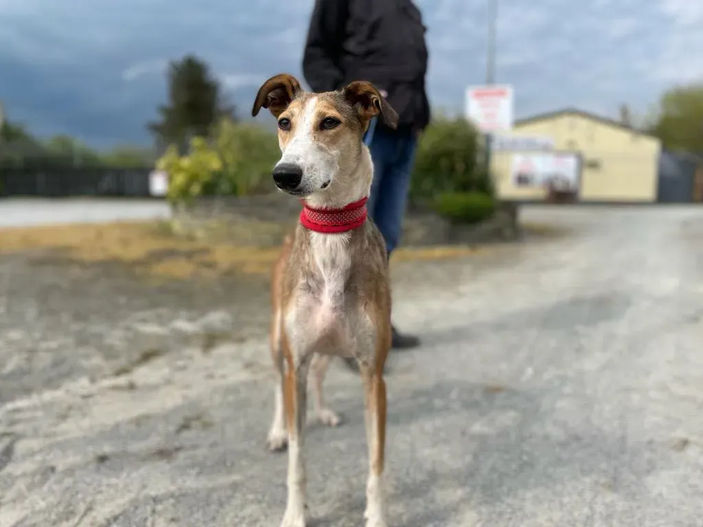 donna lurcher saluki adozioni petlevrieri 26