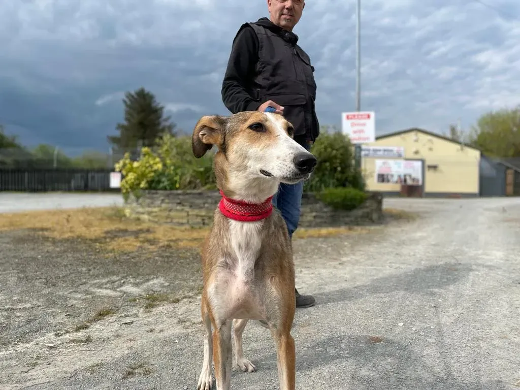 donna lurcher saluki adozioni petlevrieri 27