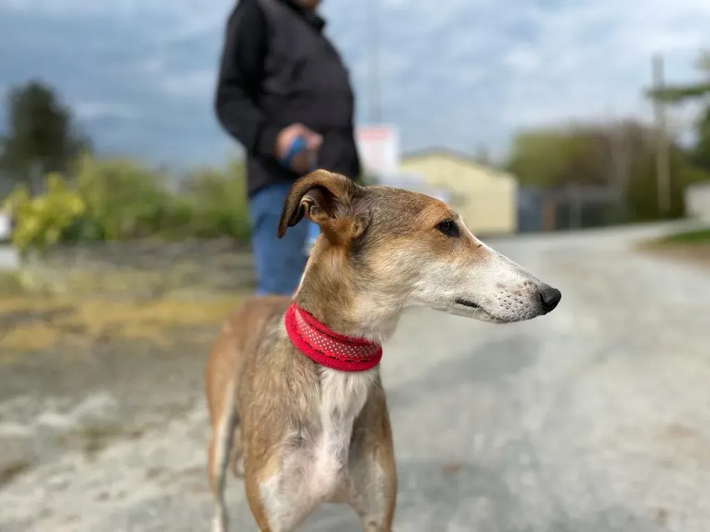 donna lurcher saluki adozioni petlevrieri 28