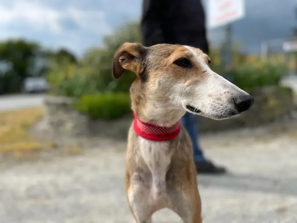 donna lurcher saluki adozioni petlevrieri 29