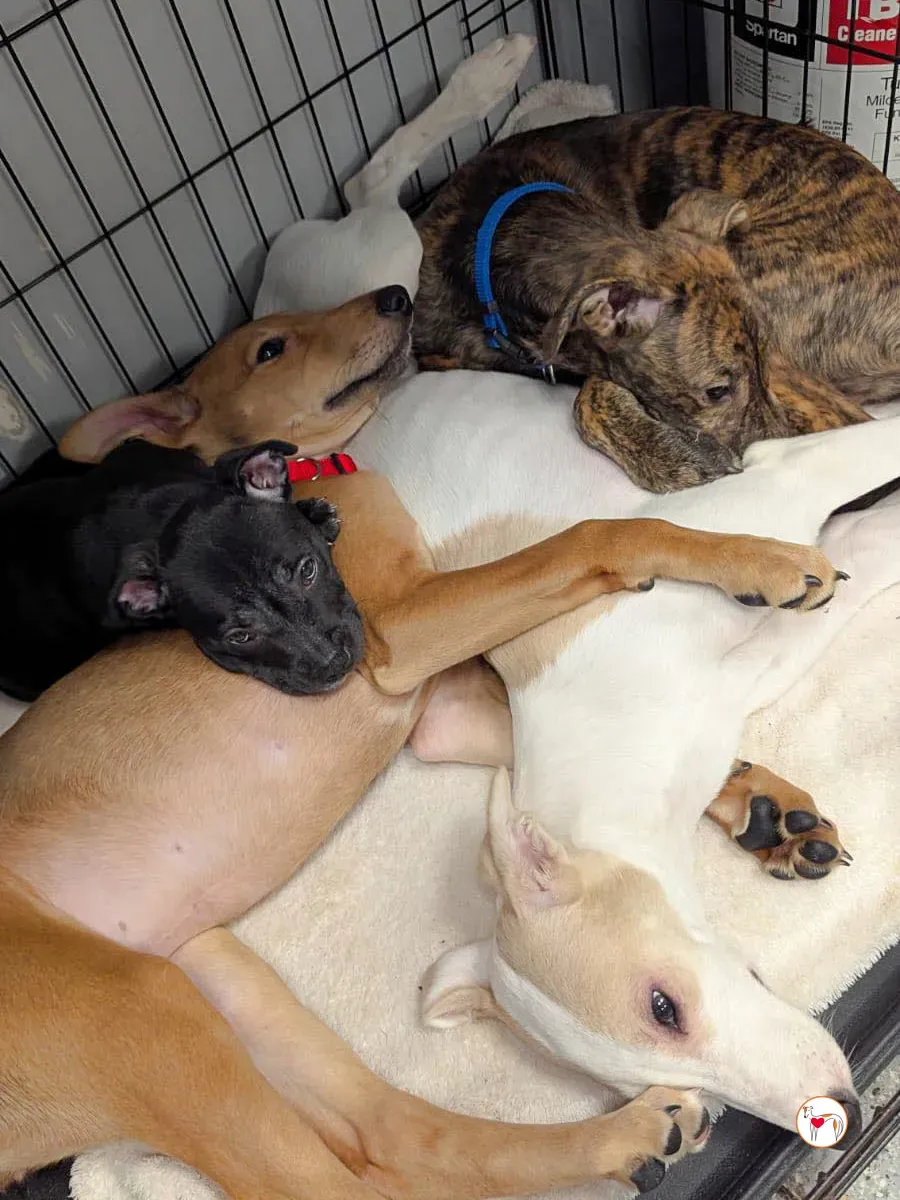 donny grey cucciolo adozione 1