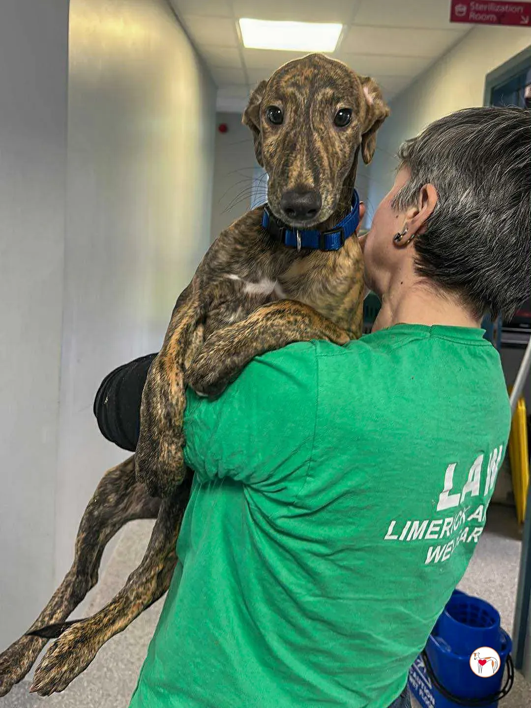 donny grey cucciolo adozione 2