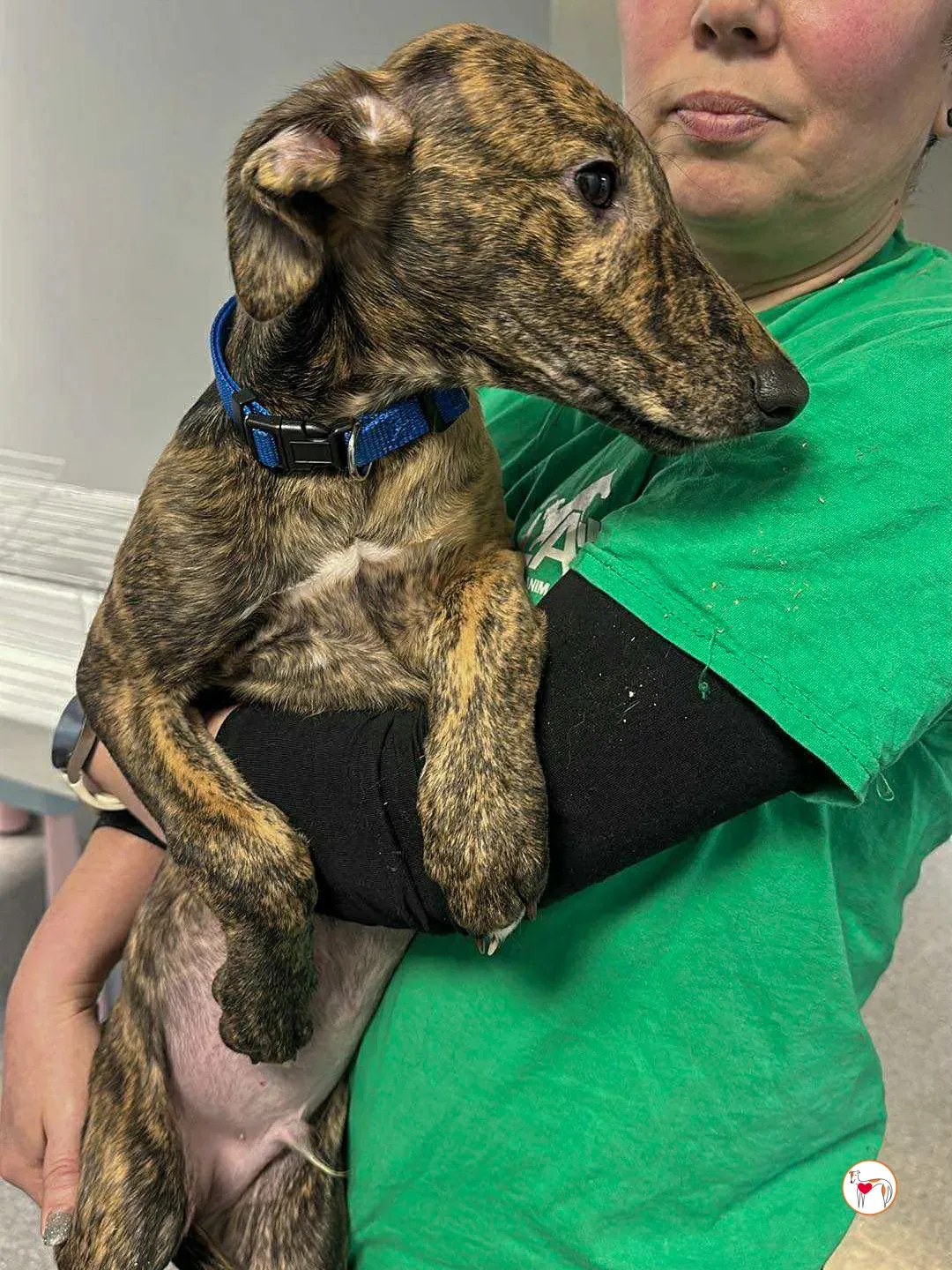 donny grey cucciolo adozione 3