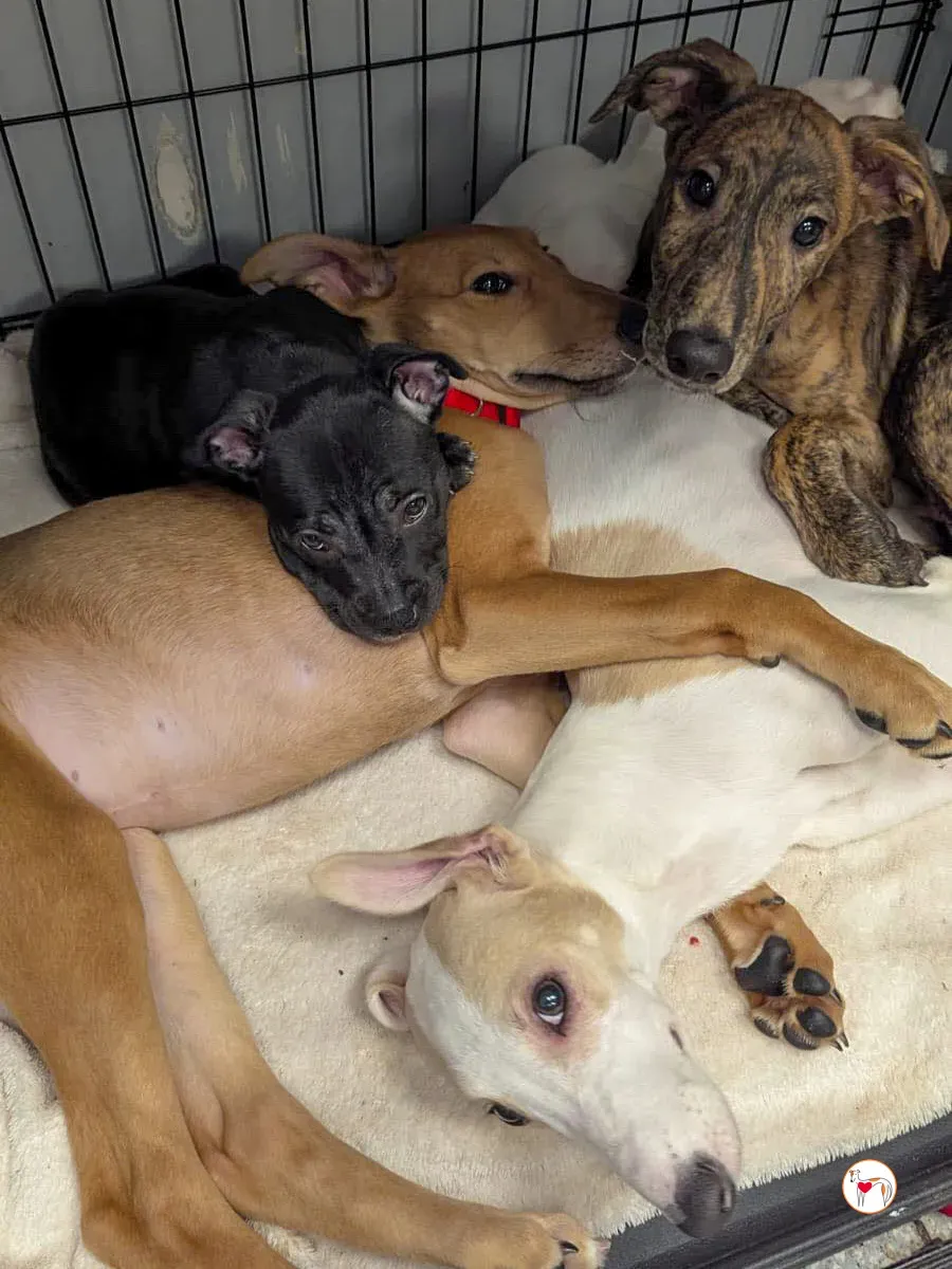 donny grey cucciolo adozione 4