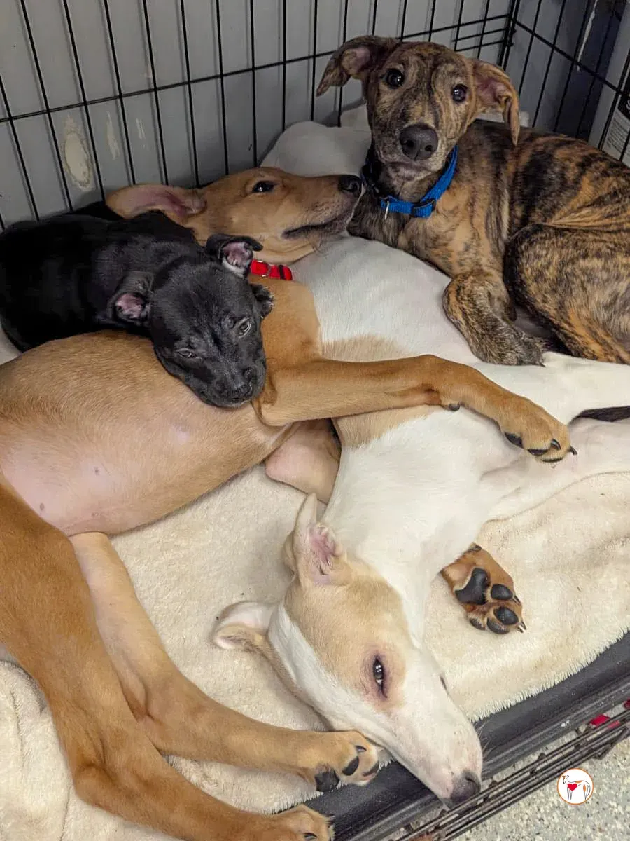 donny grey cucciolo adozione 5