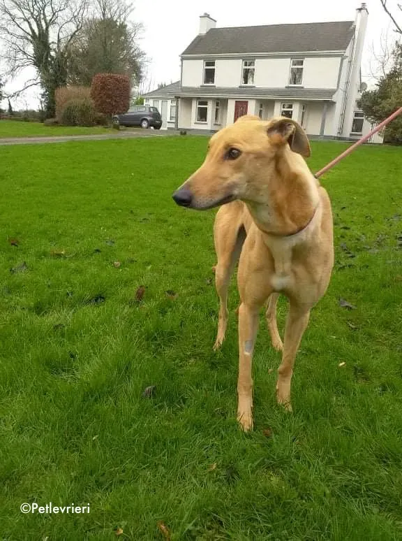 dora adozione levrieri greyhound 1