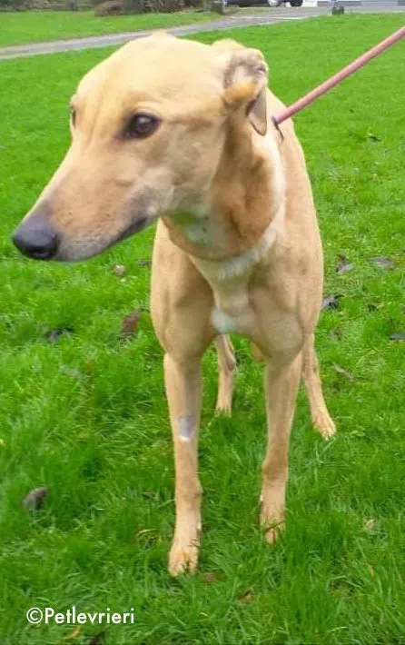 dora adozione levrieri greyhound 2