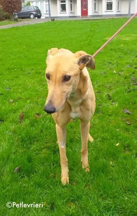 dora adozione levrieri greyhound 3