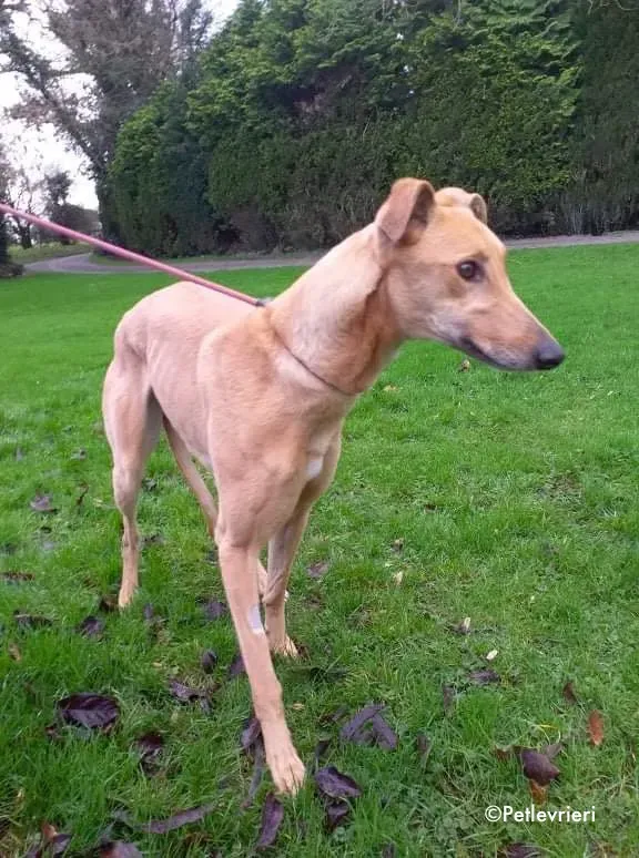 dora adozione levrieri greyhound 4