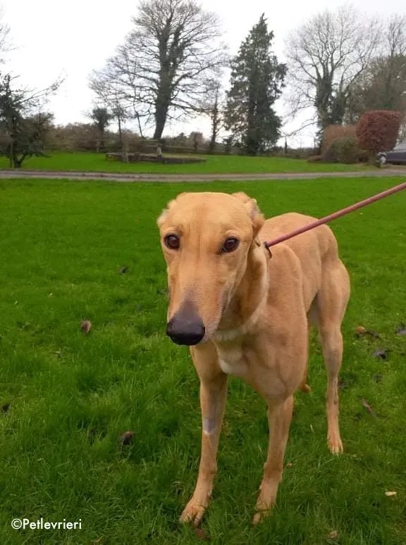 dora adozione levrieri greyhound 5