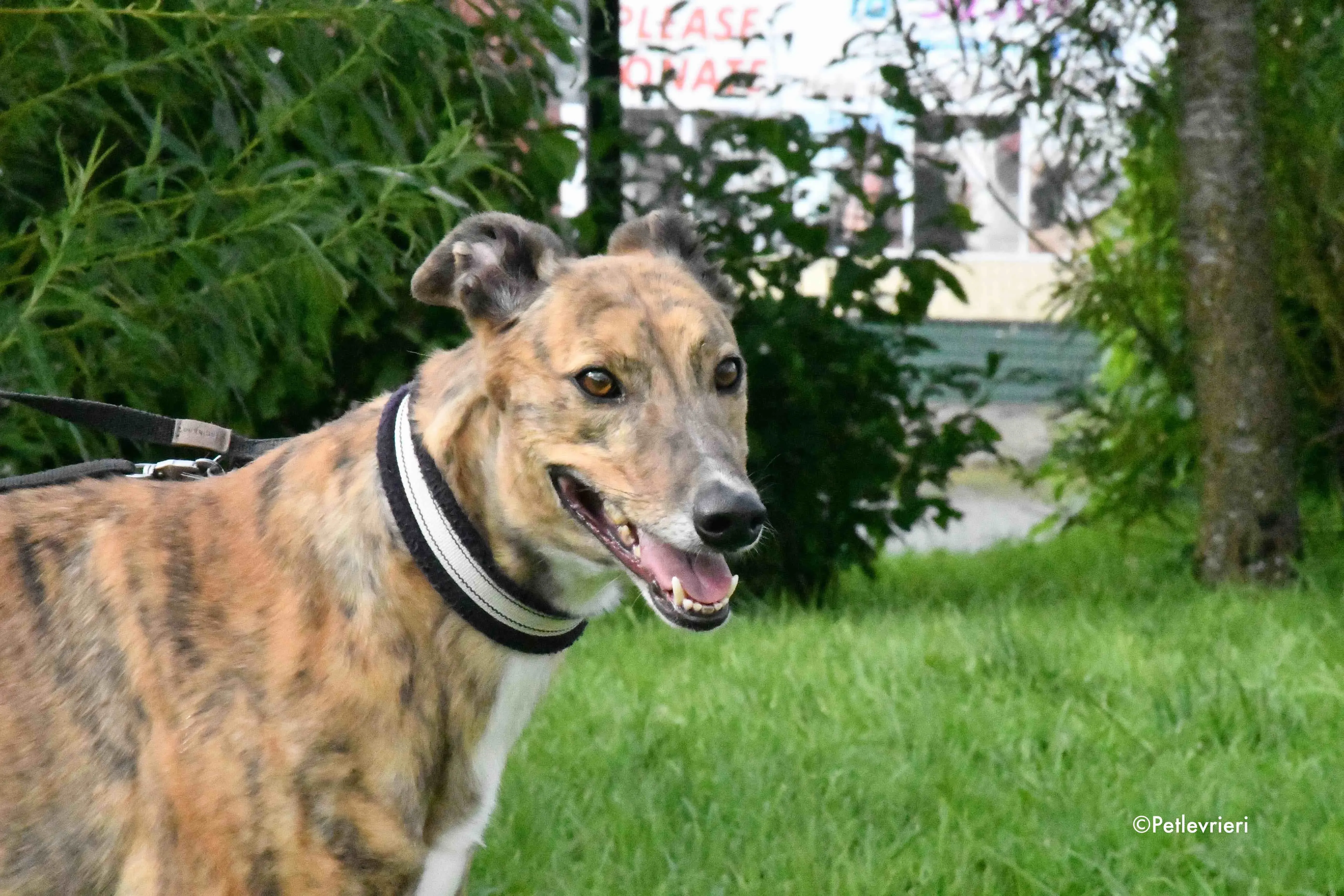 dorothy adozione levrieri greyhound 1