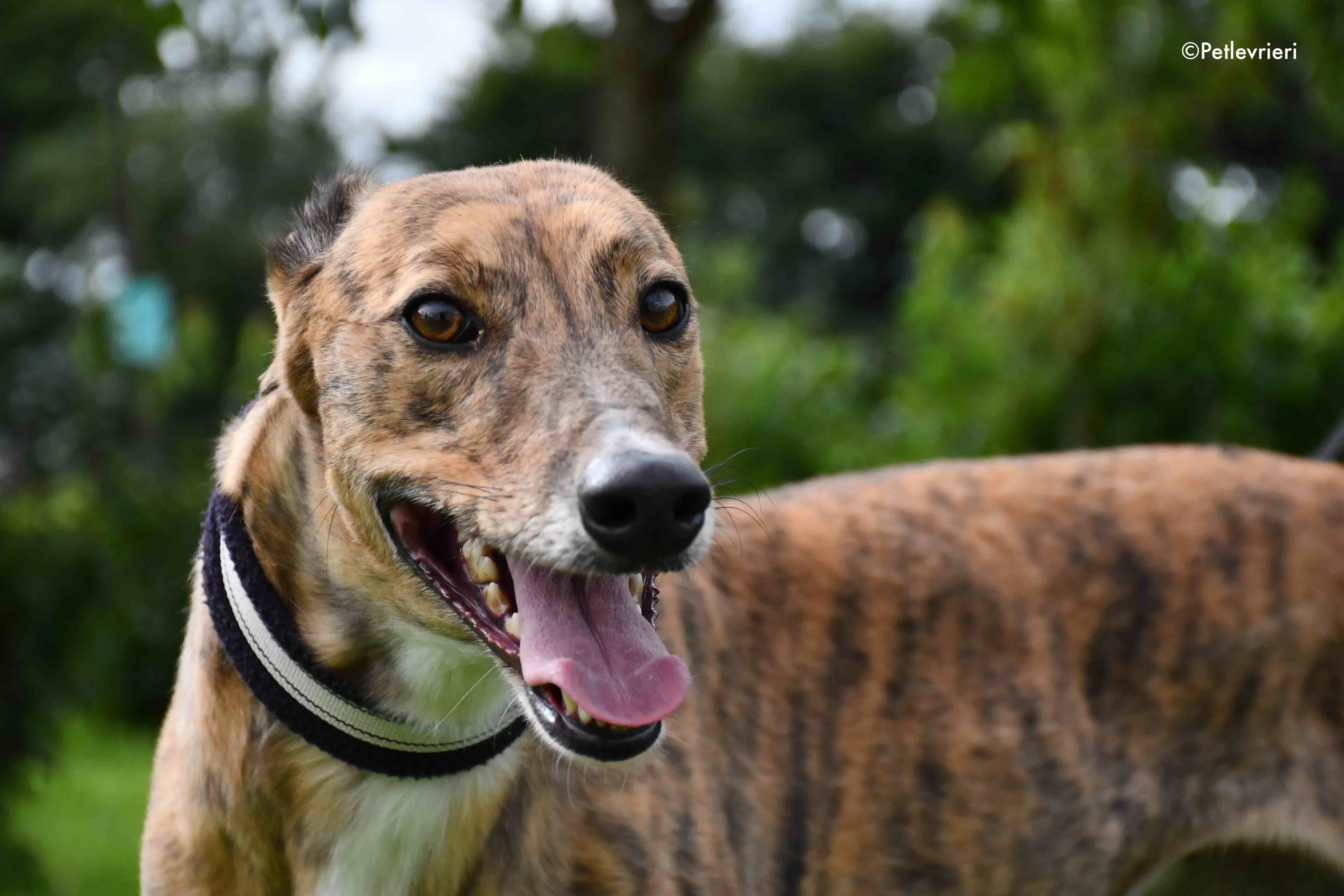 dorothy adozione levrieri greyhound 10