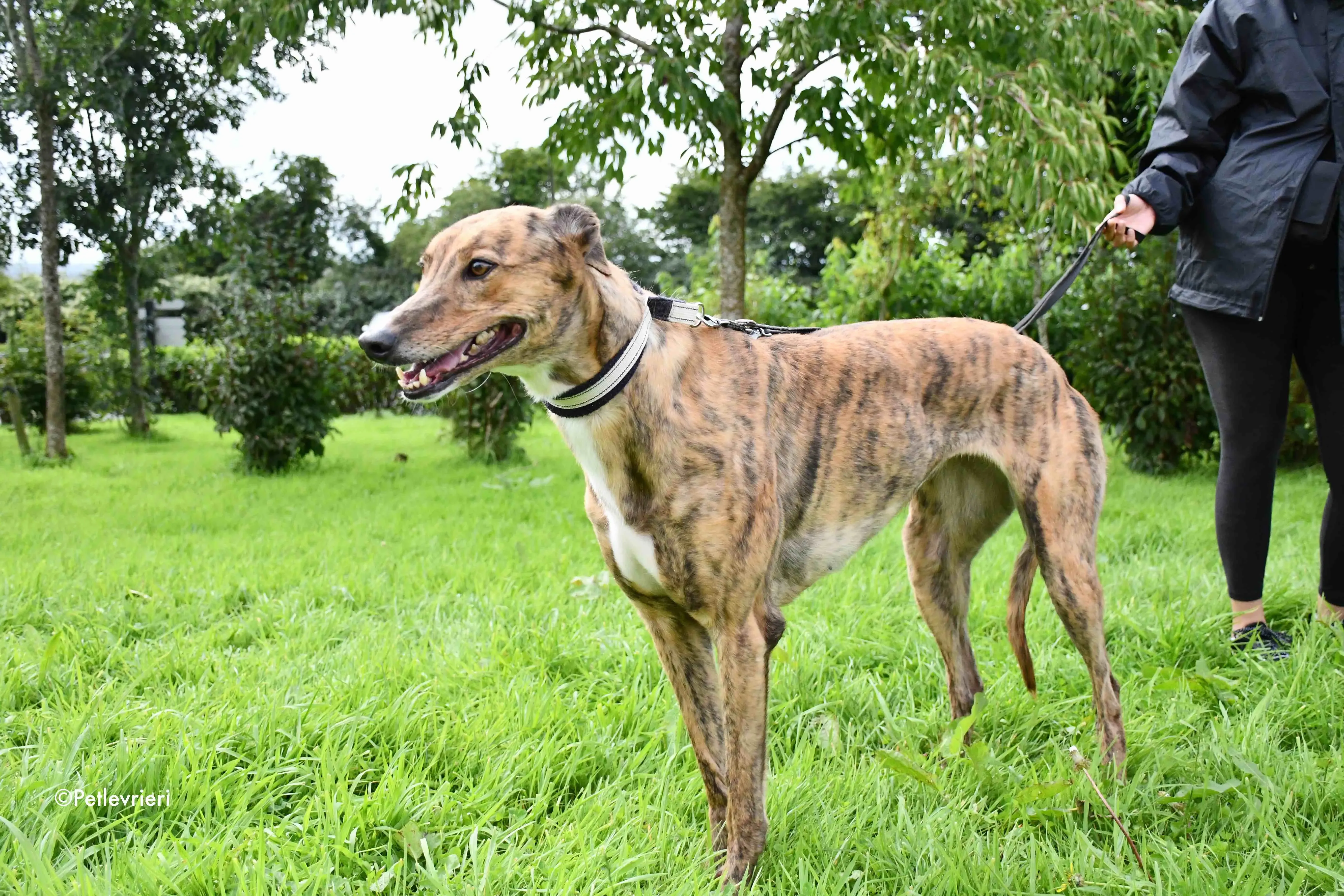 dorothy adozione levrieri greyhound 11