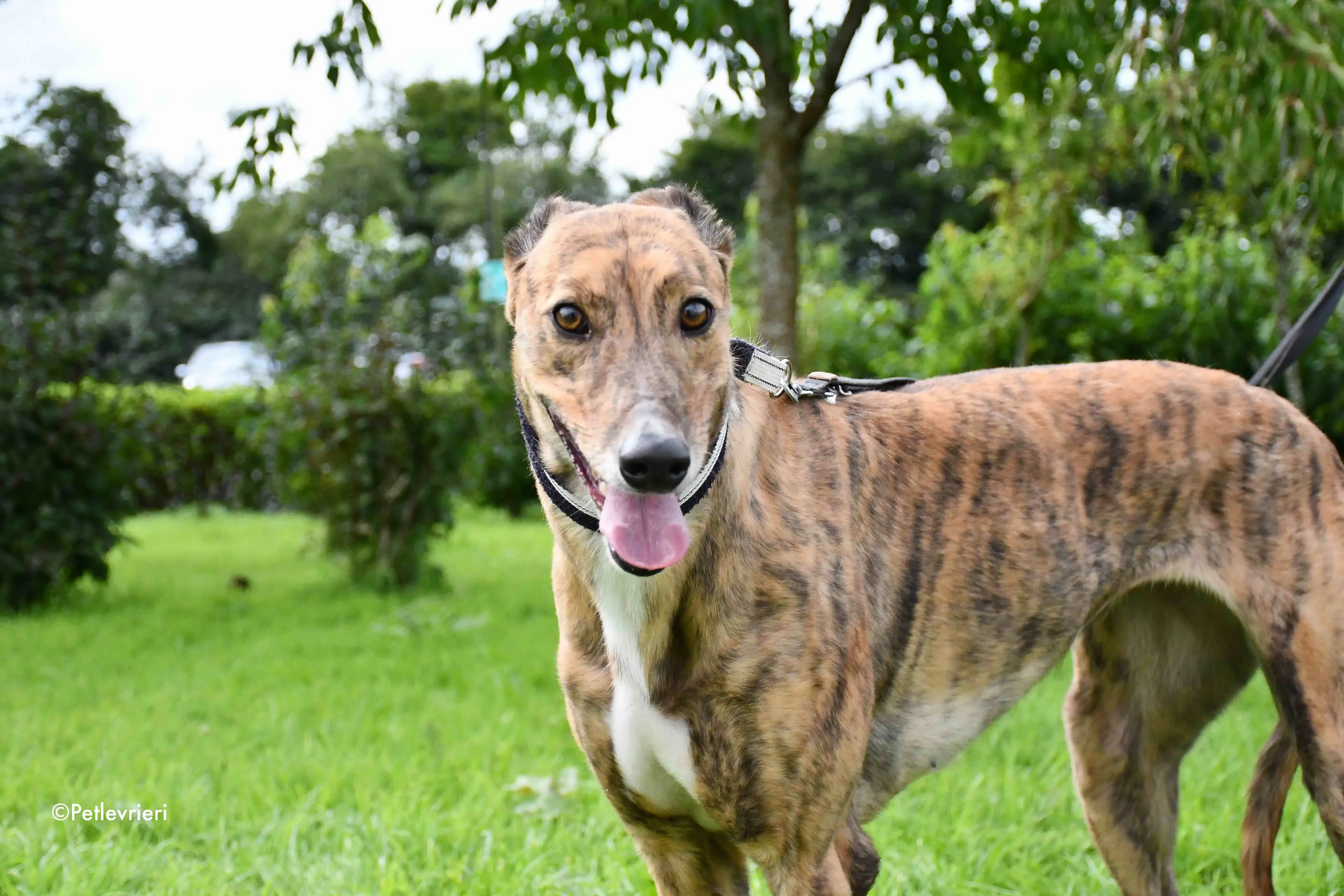 dorothy adozione levrieri greyhound 12