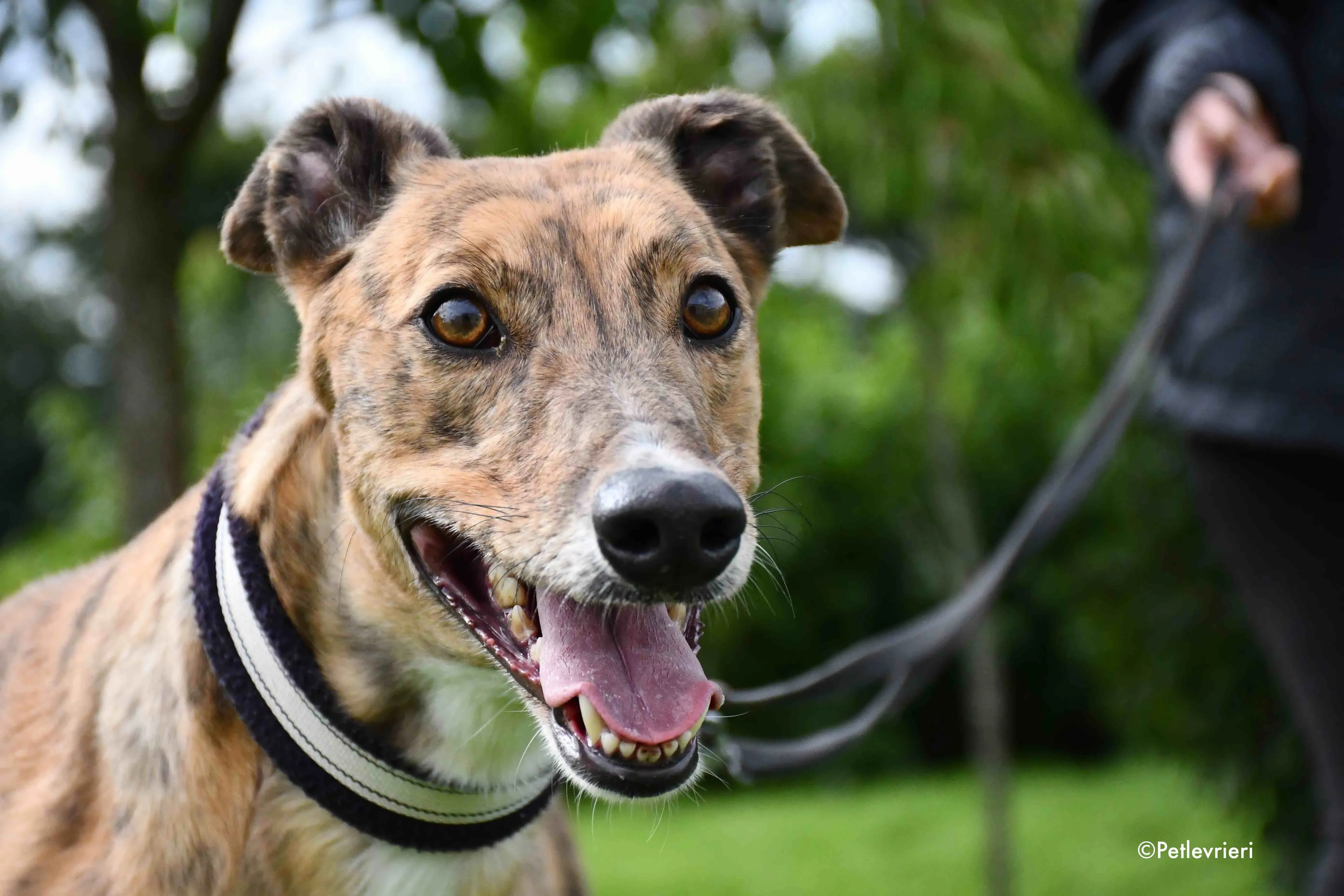 dorothy adozione levrieri greyhound 13