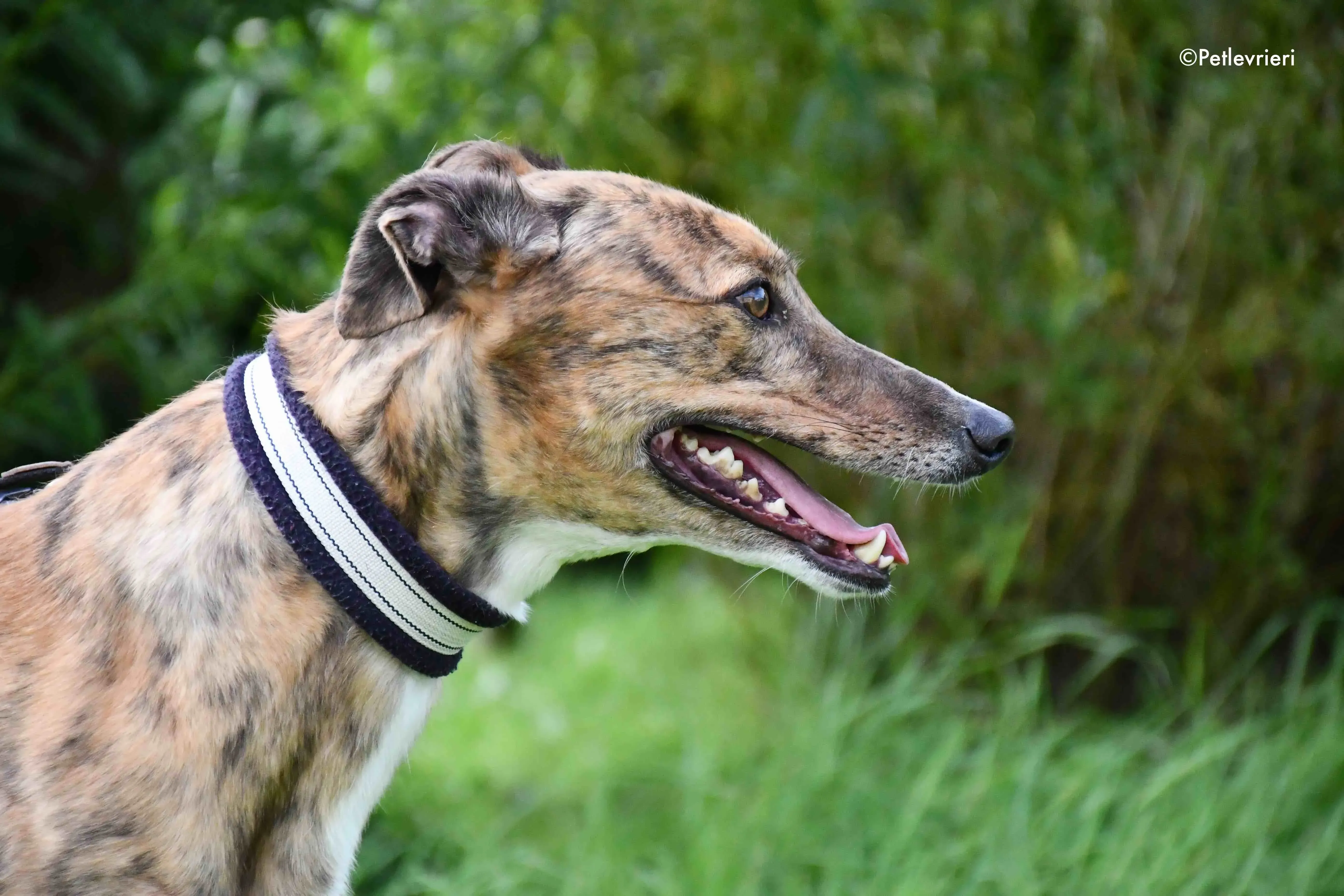 dorothy adozione levrieri greyhound 2