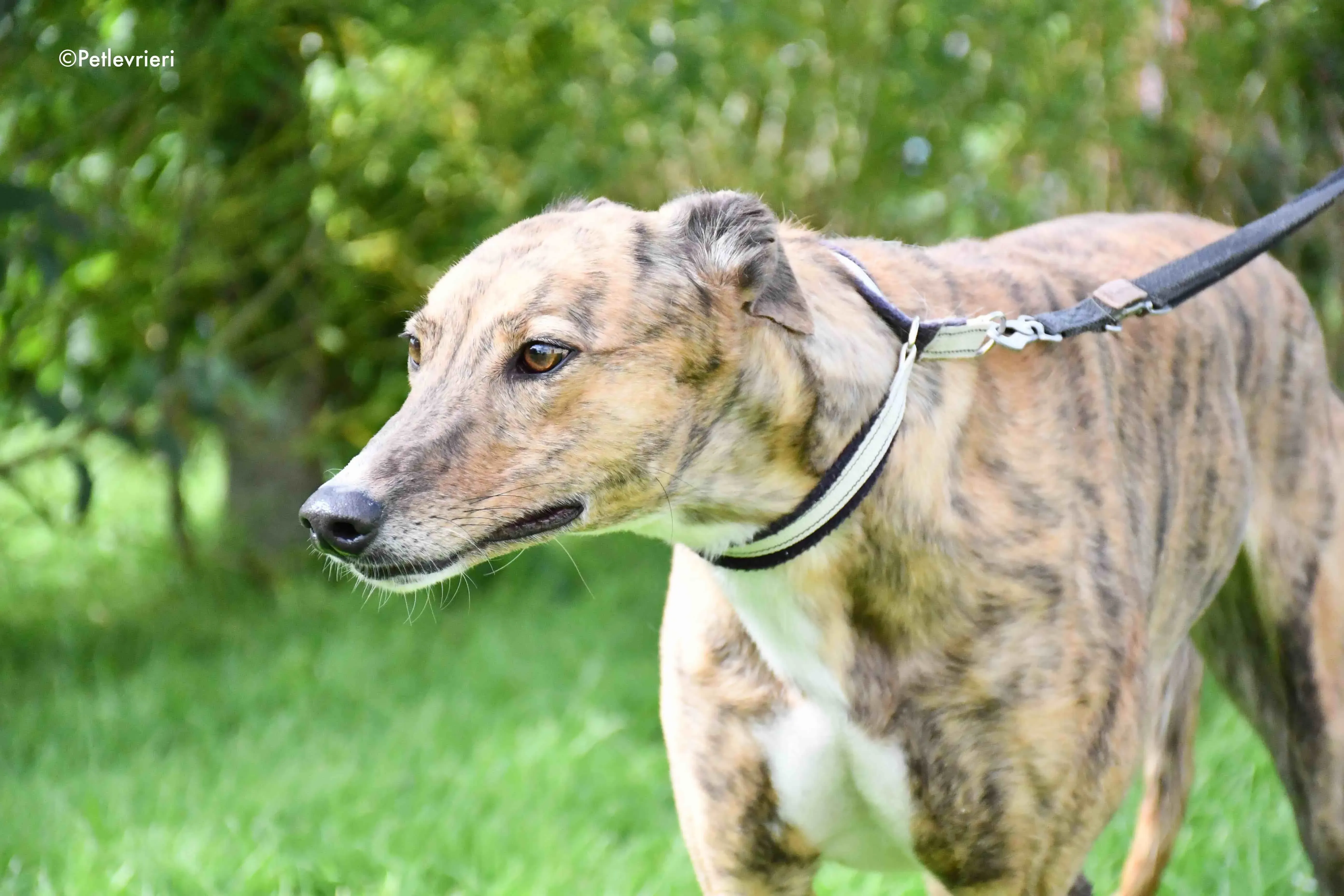 dorothy adozione levrieri greyhound 3