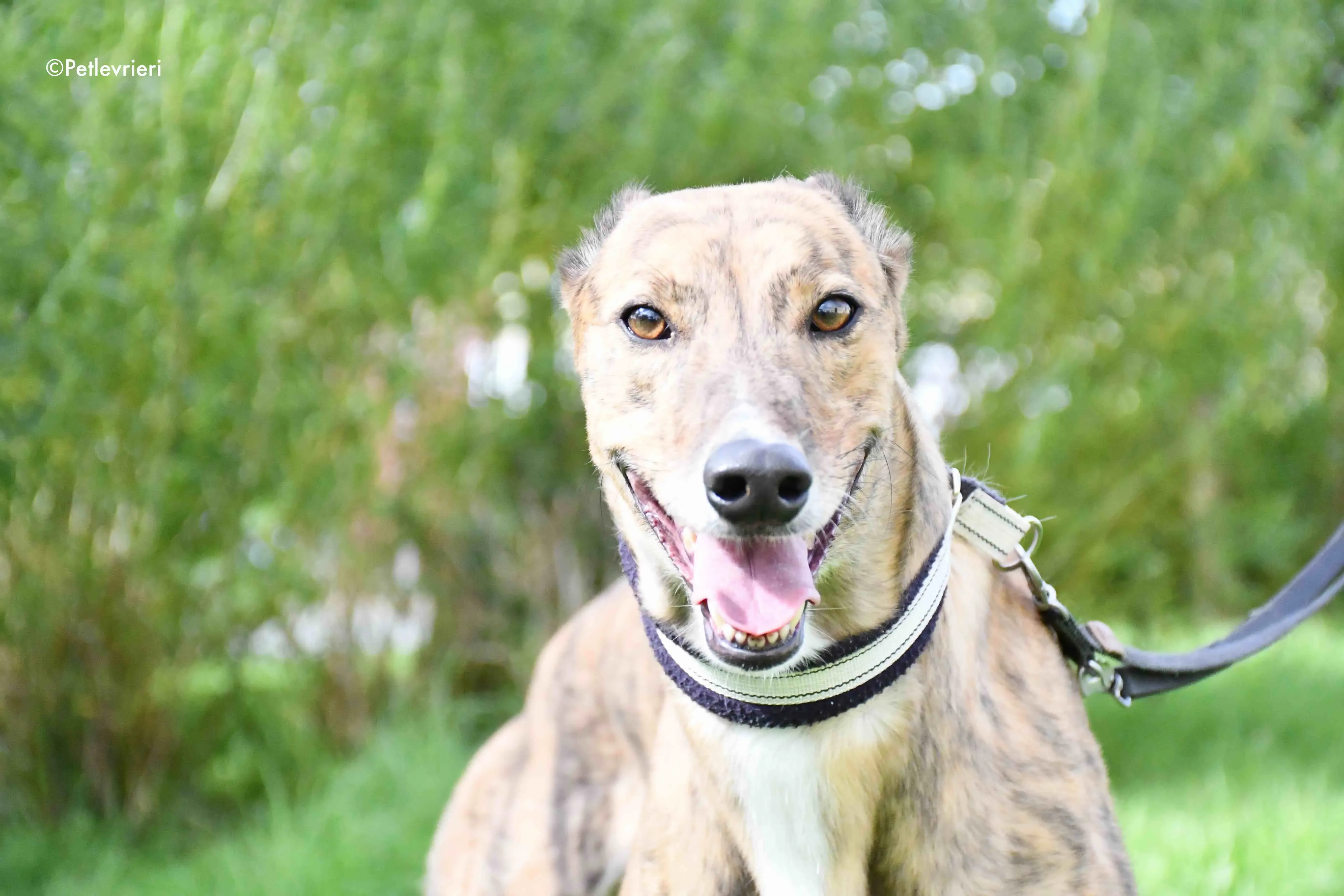 dorothy adozione levrieri greyhound 4