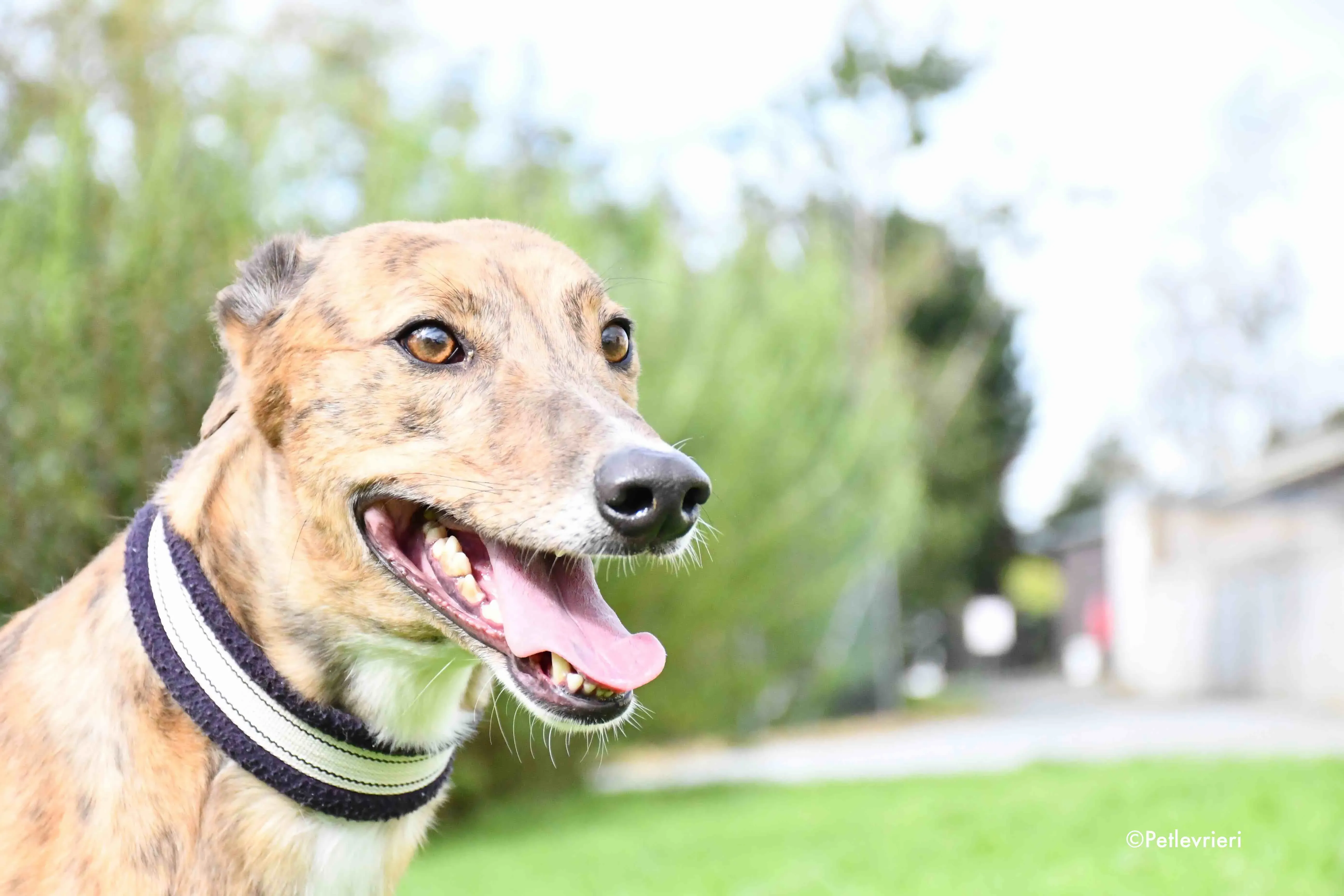 dorothy adozione levrieri greyhound 5