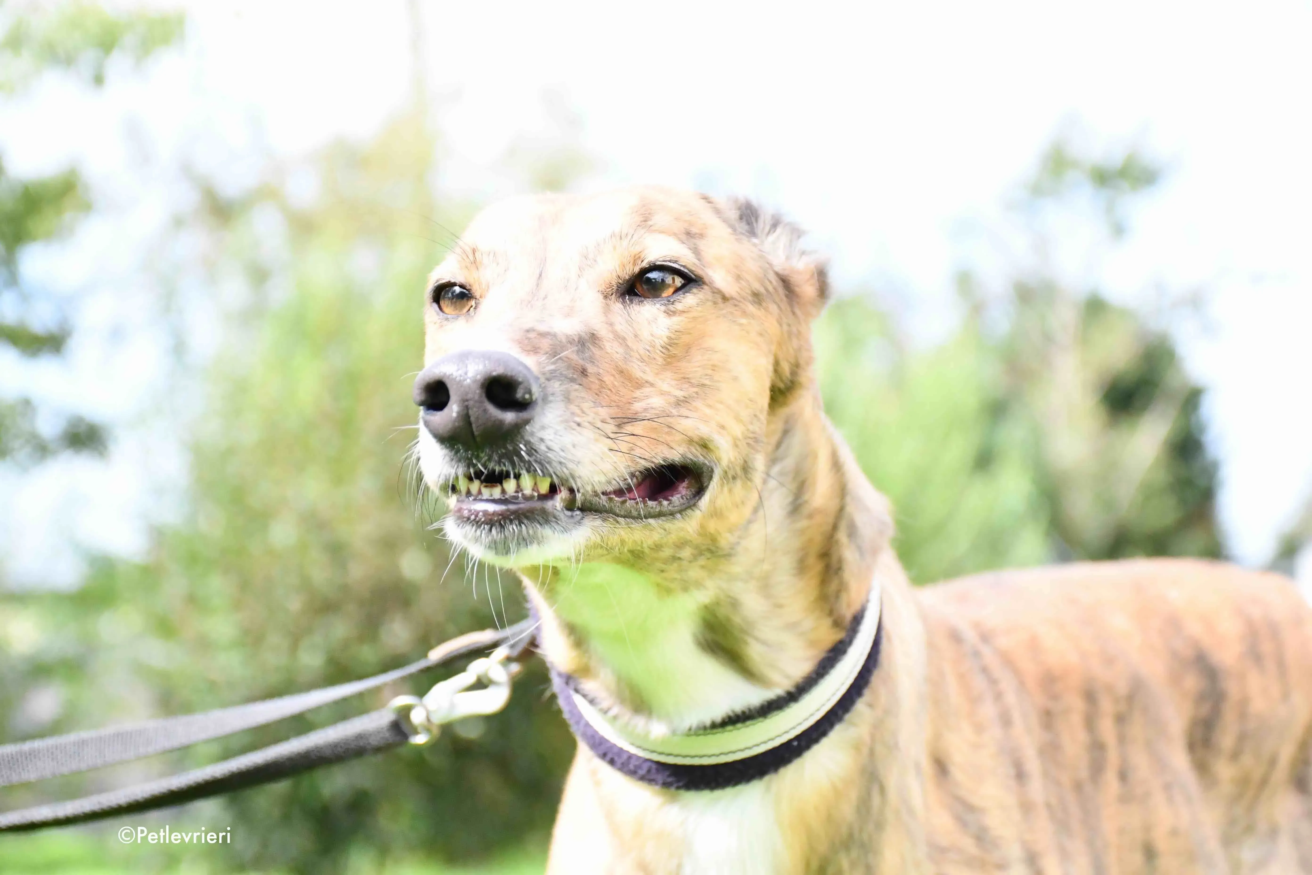 dorothy adozione levrieri greyhound 6