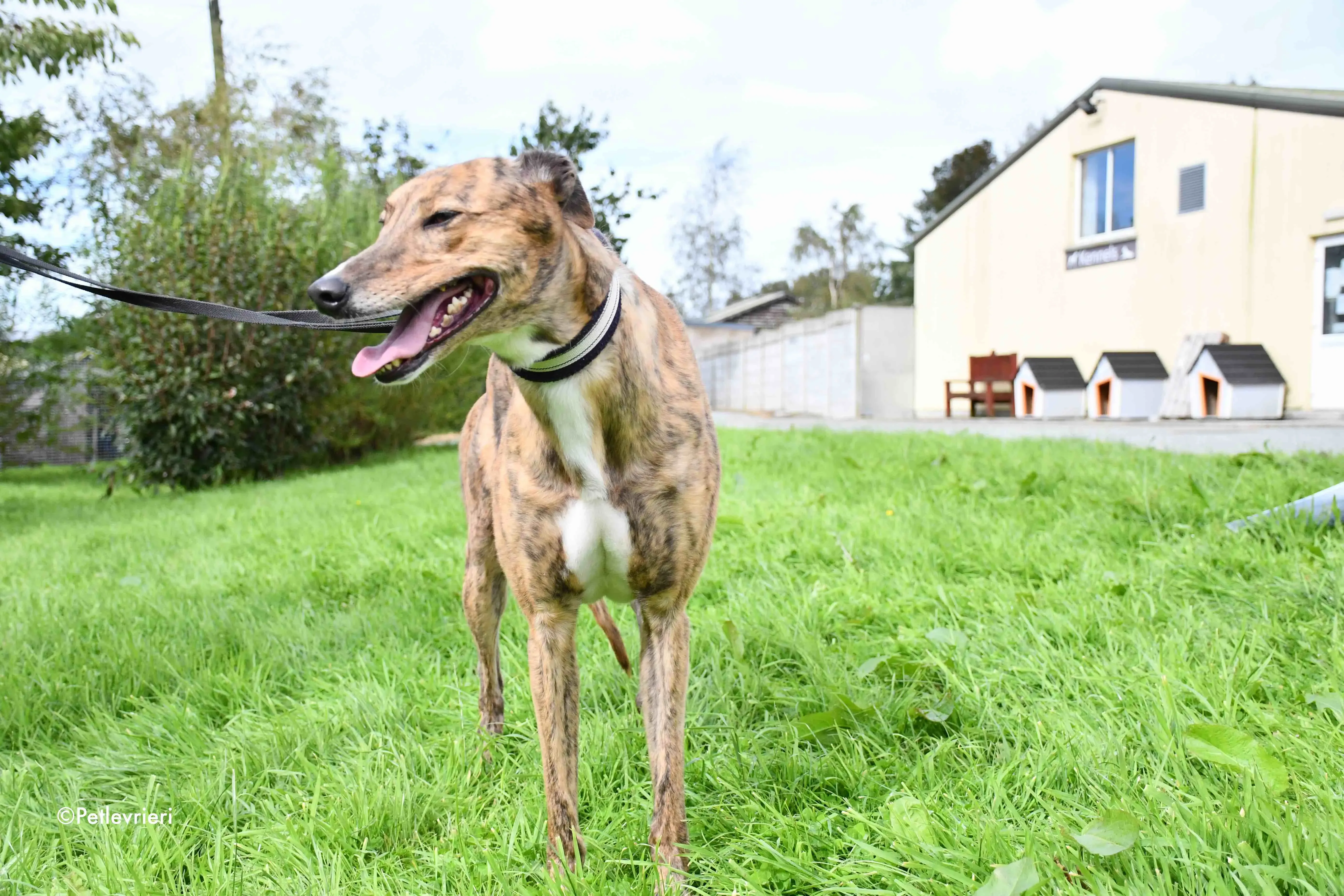 dorothy adozione levrieri greyhound 7