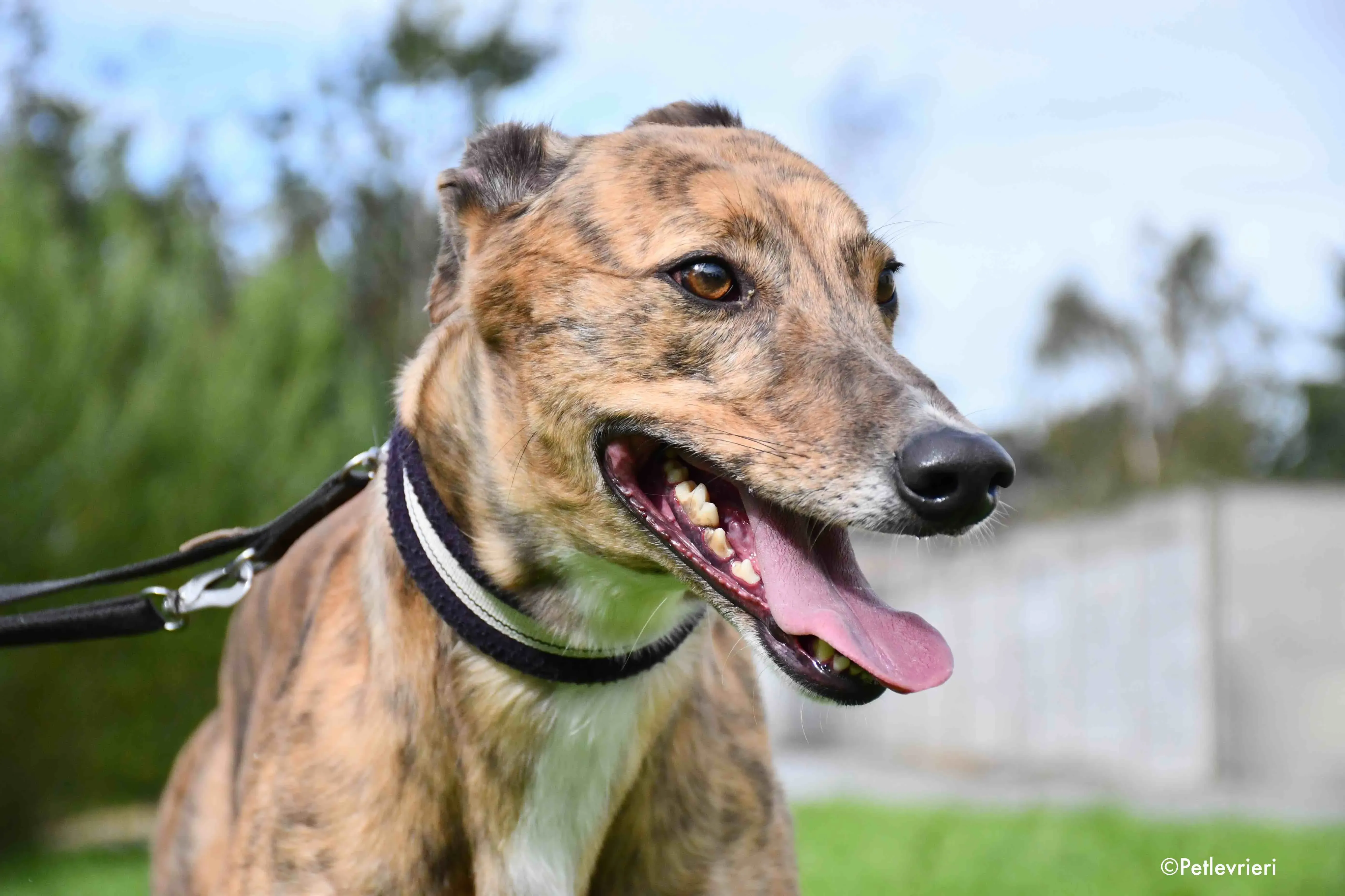 dorothy adozione levrieri greyhound 8