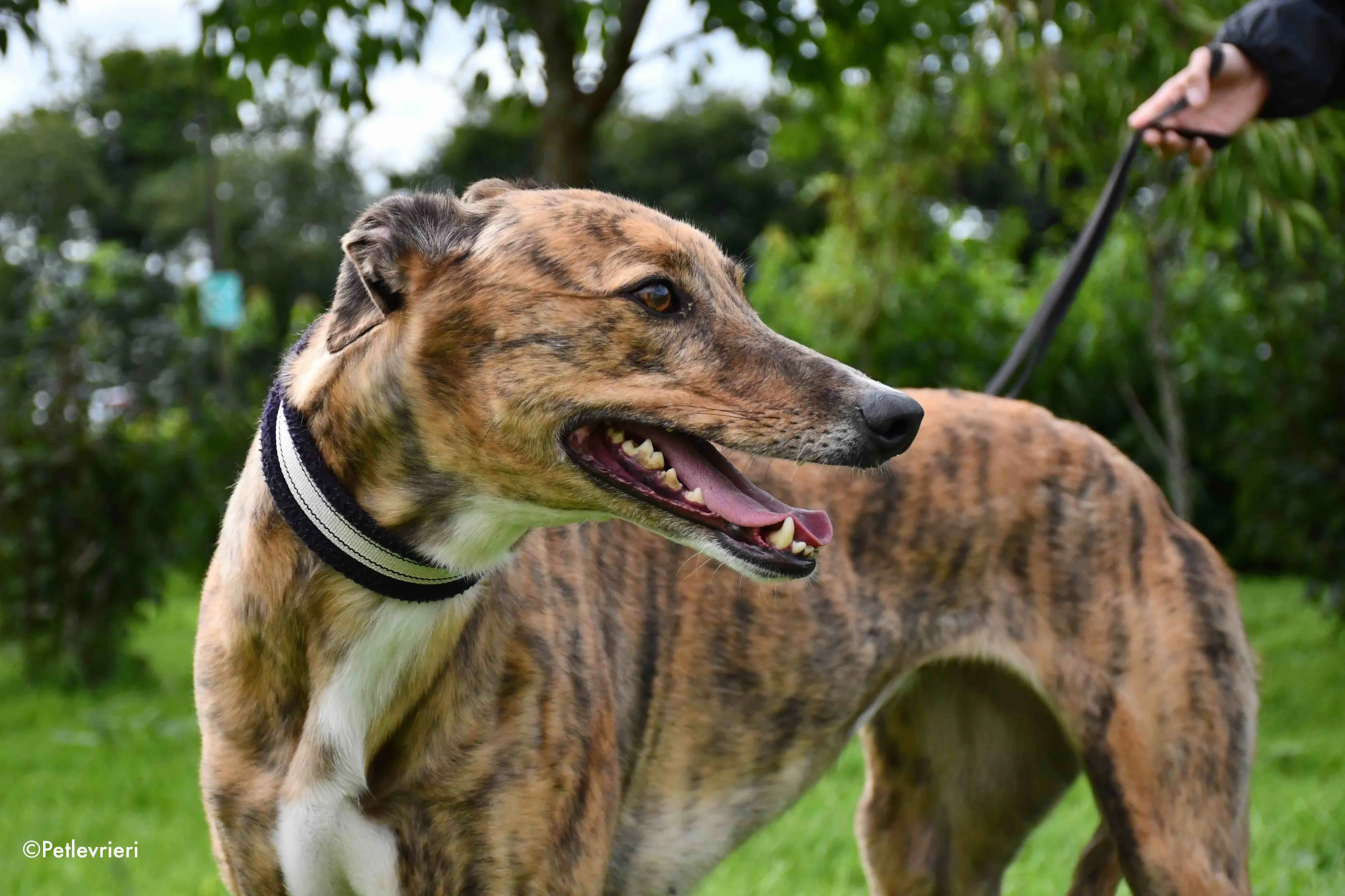 dorothy adozione levrieri greyhound 9