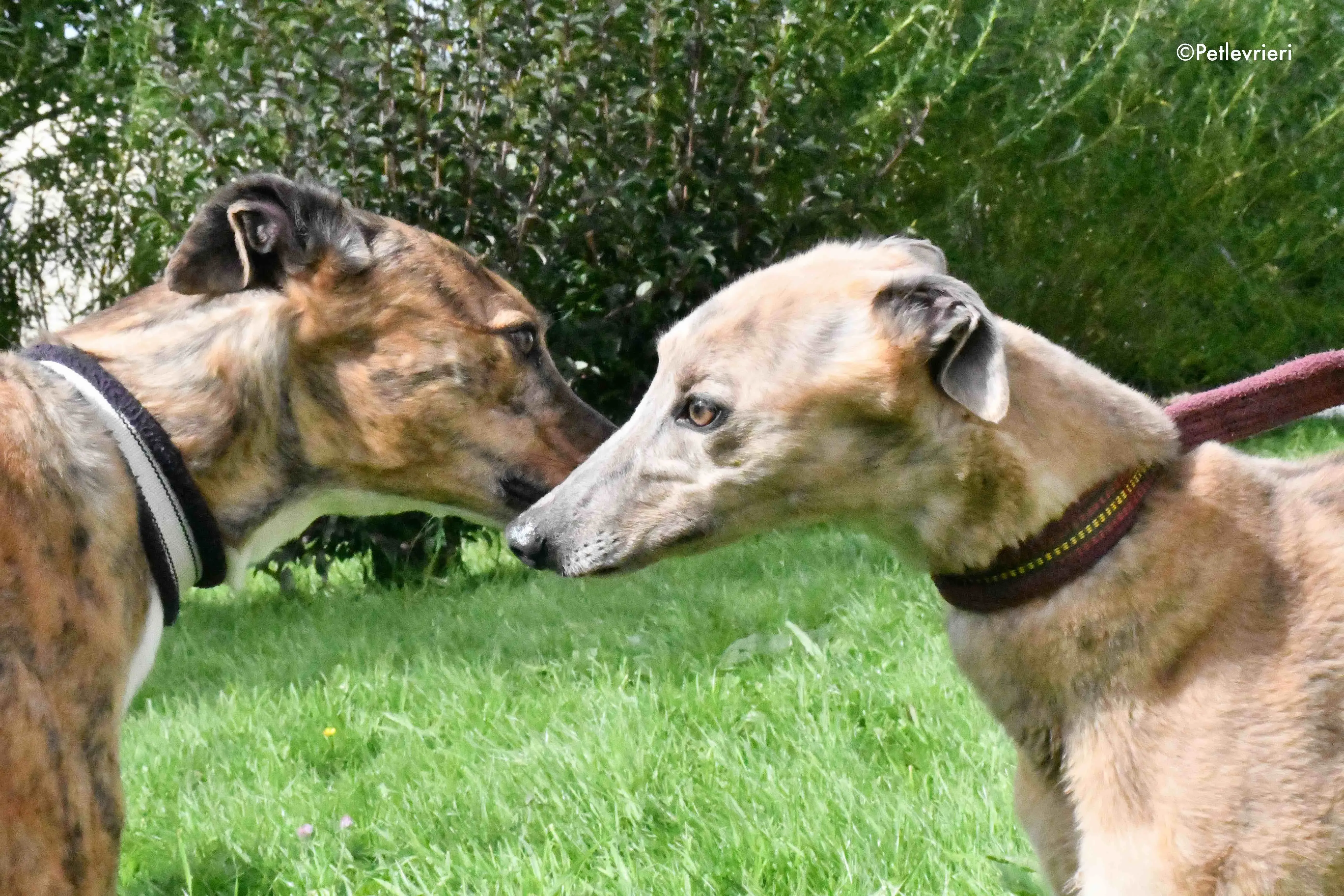 dorothy lady c adozione levrieri greyhound 1