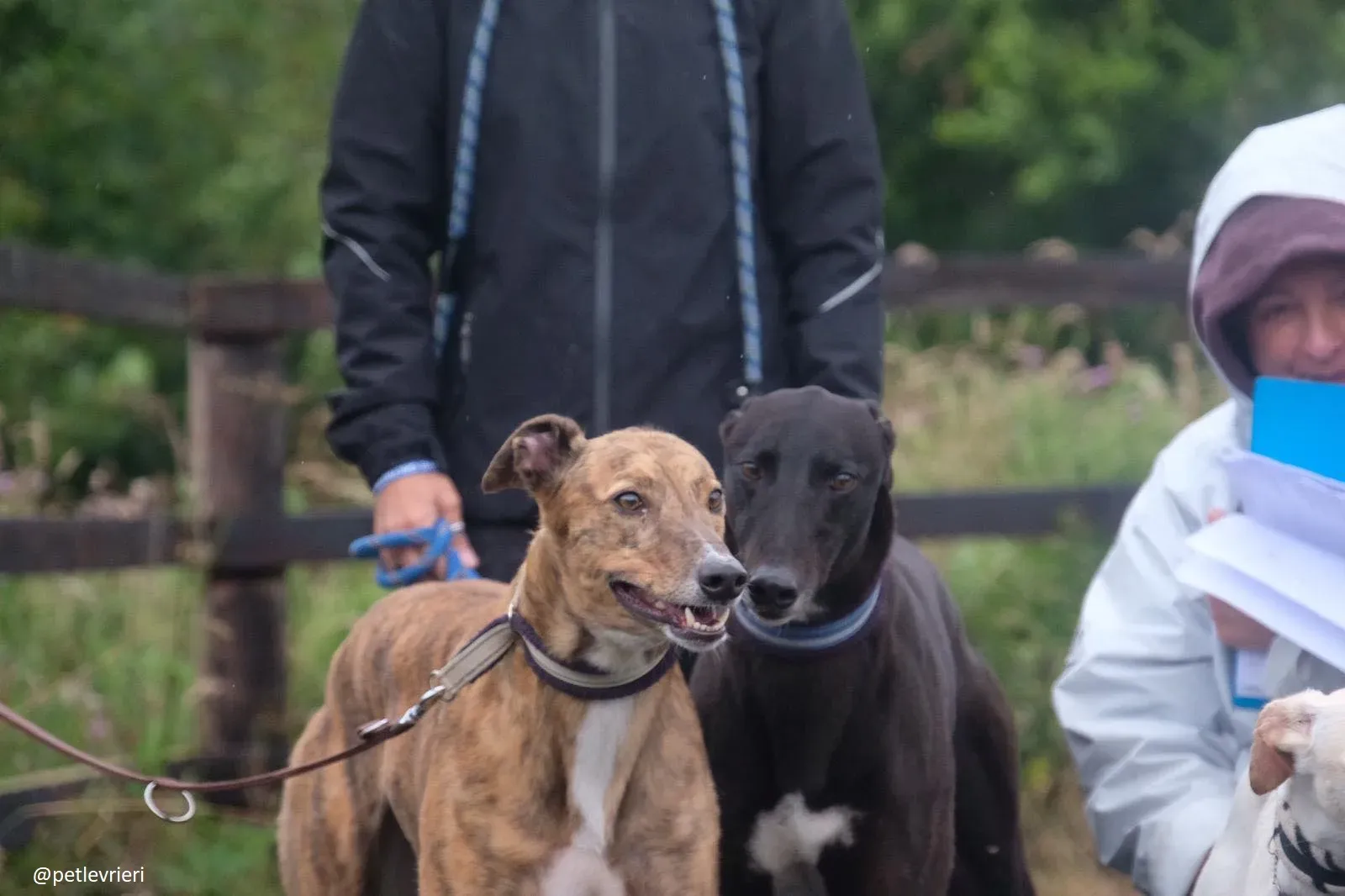 dorothy spud adozione greyhound