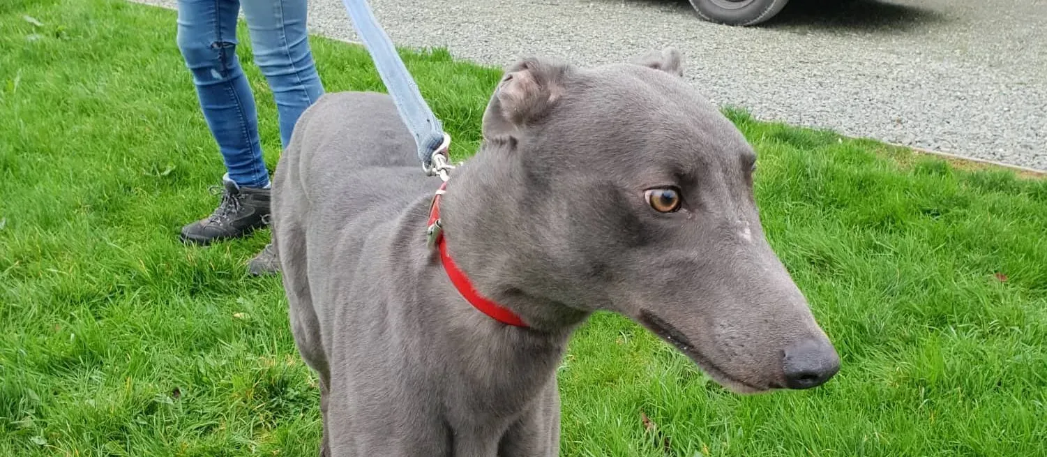 double adozione levrieri greyhound 1 e1546510838271