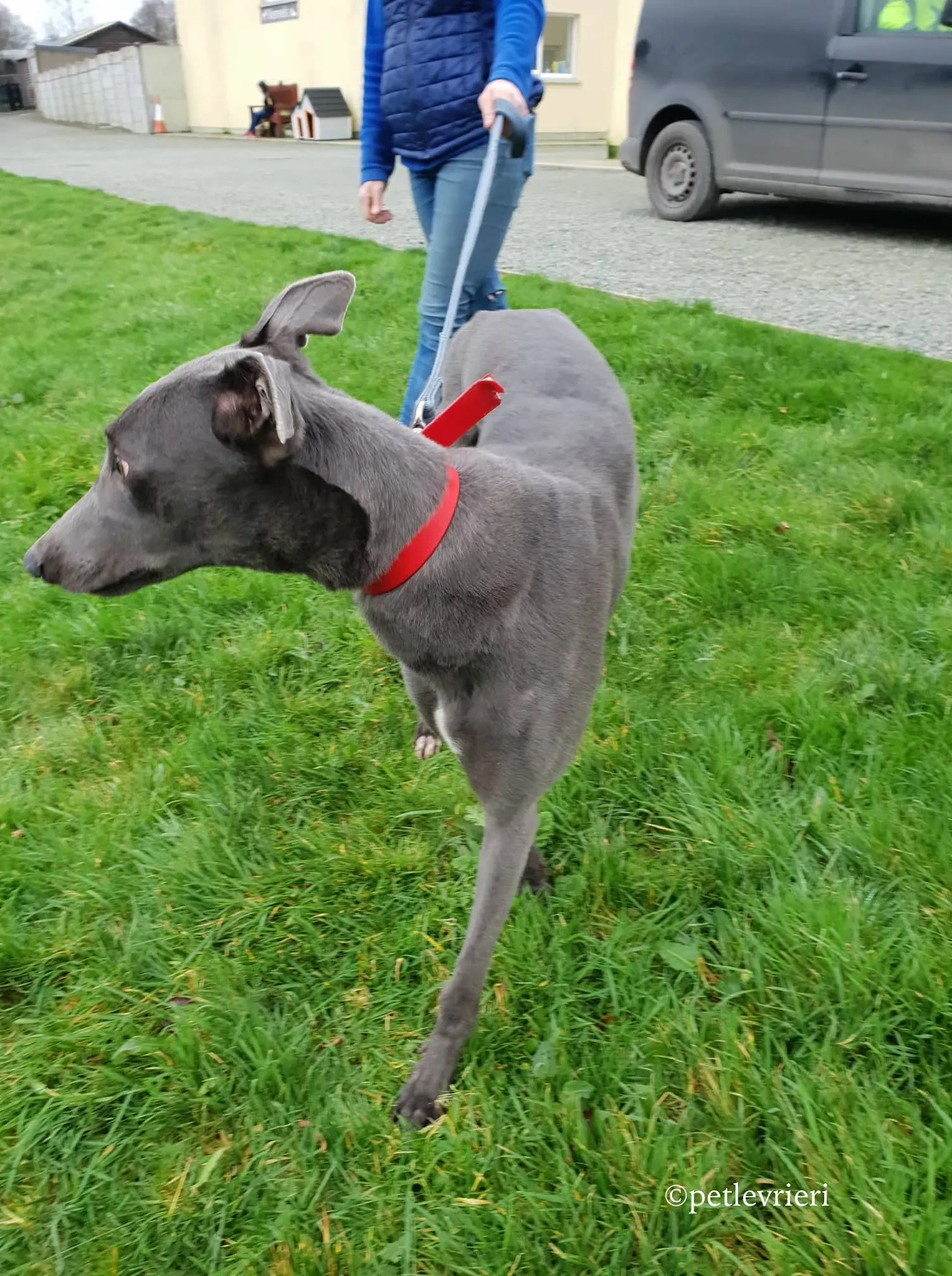 double adozione levrieri greyhound 2