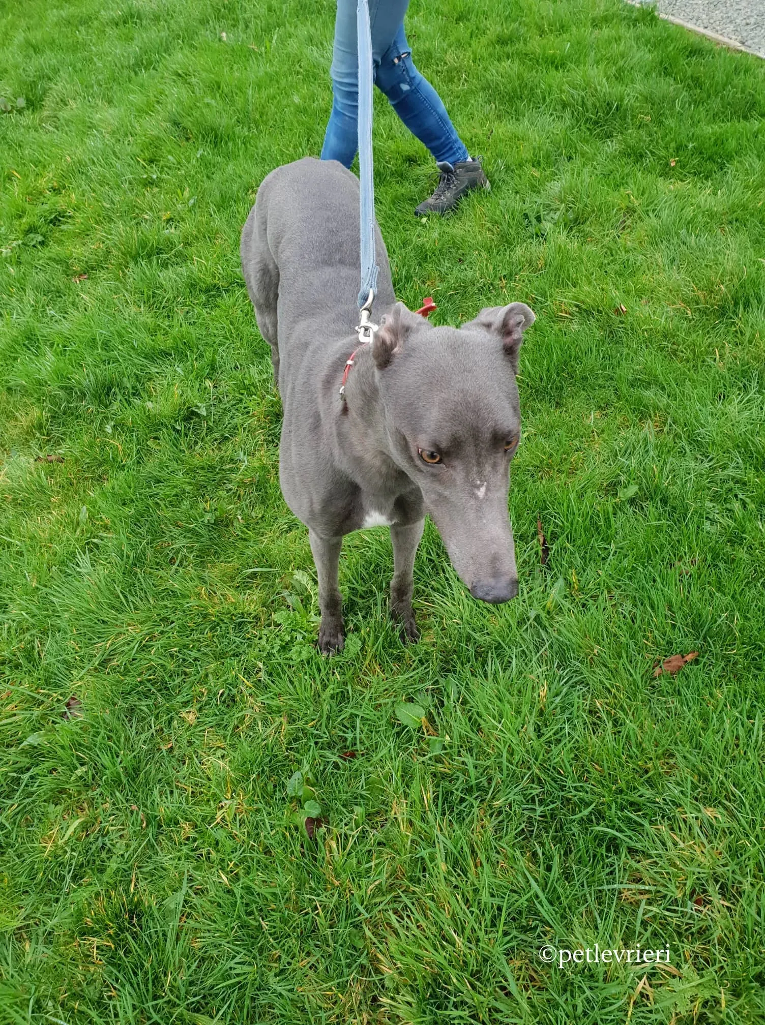 double adozione levrieri greyhound 3