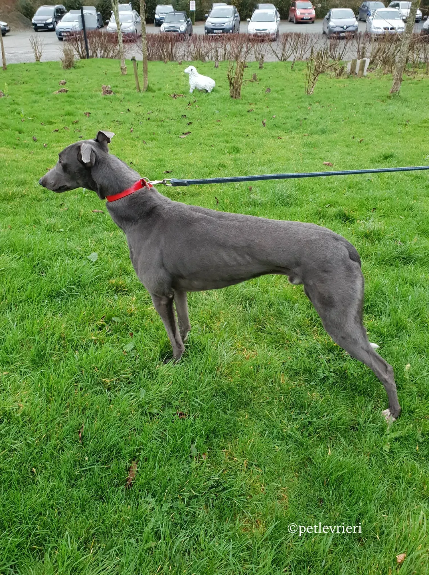 double adozione levrieri greyhound 5