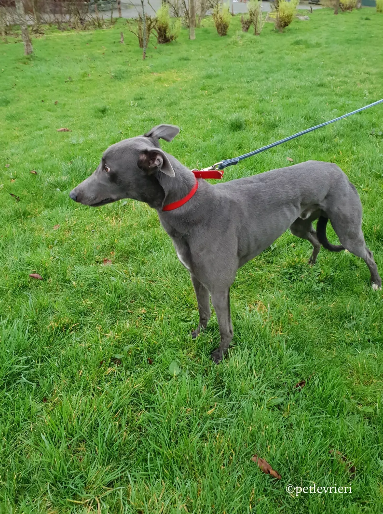 double adozione levrieri greyhound 6