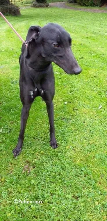 dre adozione levrieri greyhound 1