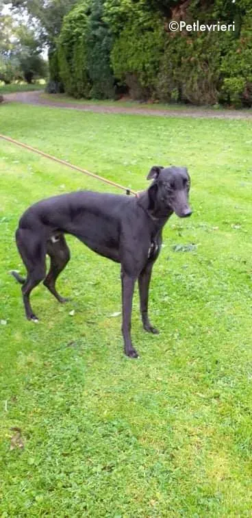 dre adozione levrieri greyhound 2