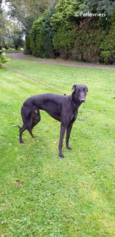 dre adozione levrieri greyhound 3