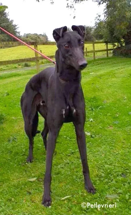 dre adozione levrieri greyhound 4