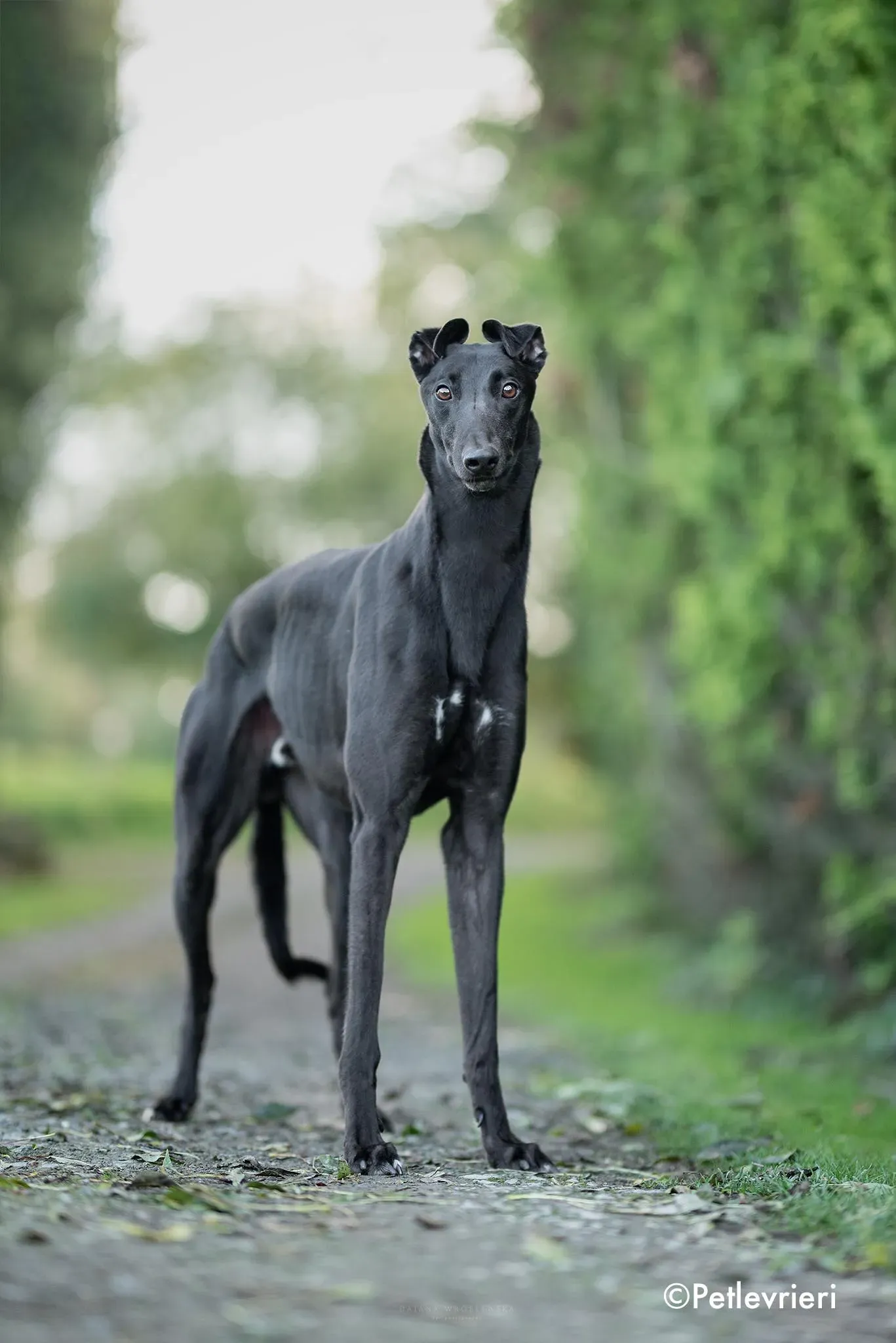 dre adozione levrieri greyhound 7