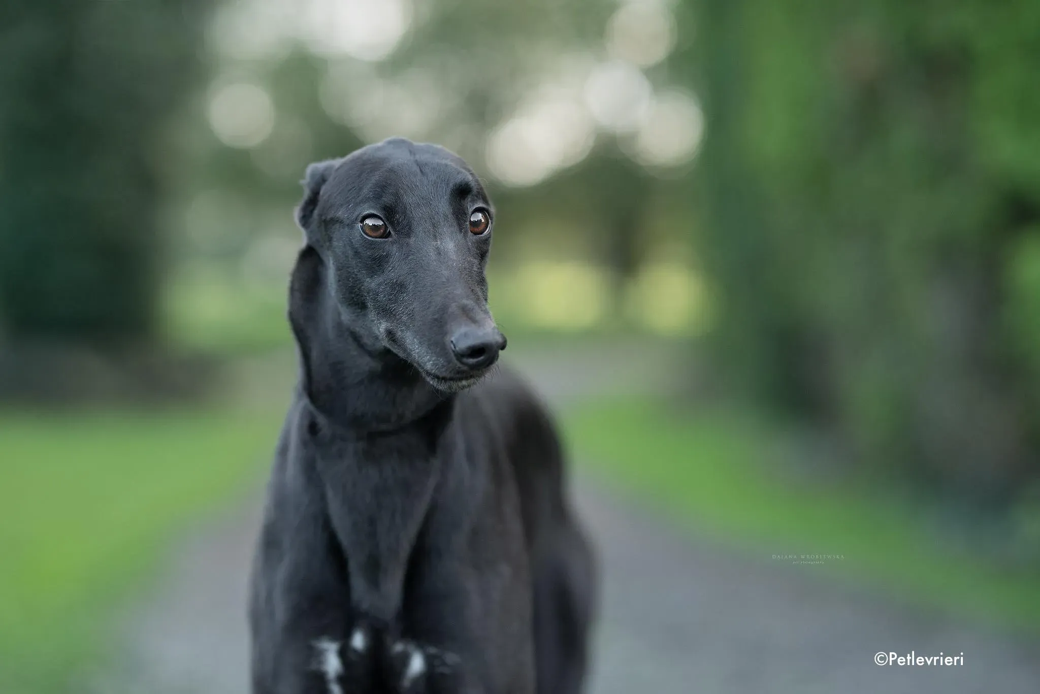 dre adozione levrieri greyhound 8