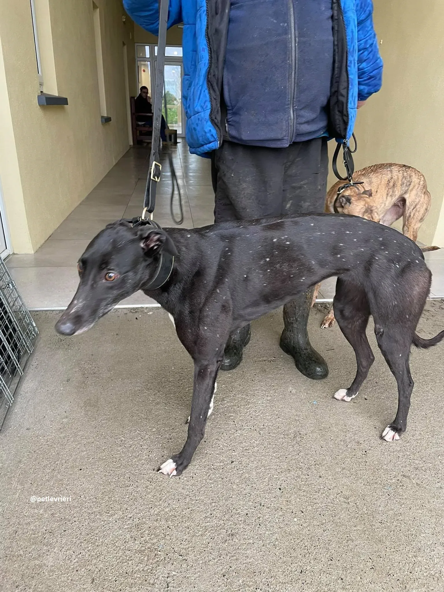 dream adozione greyhound 1