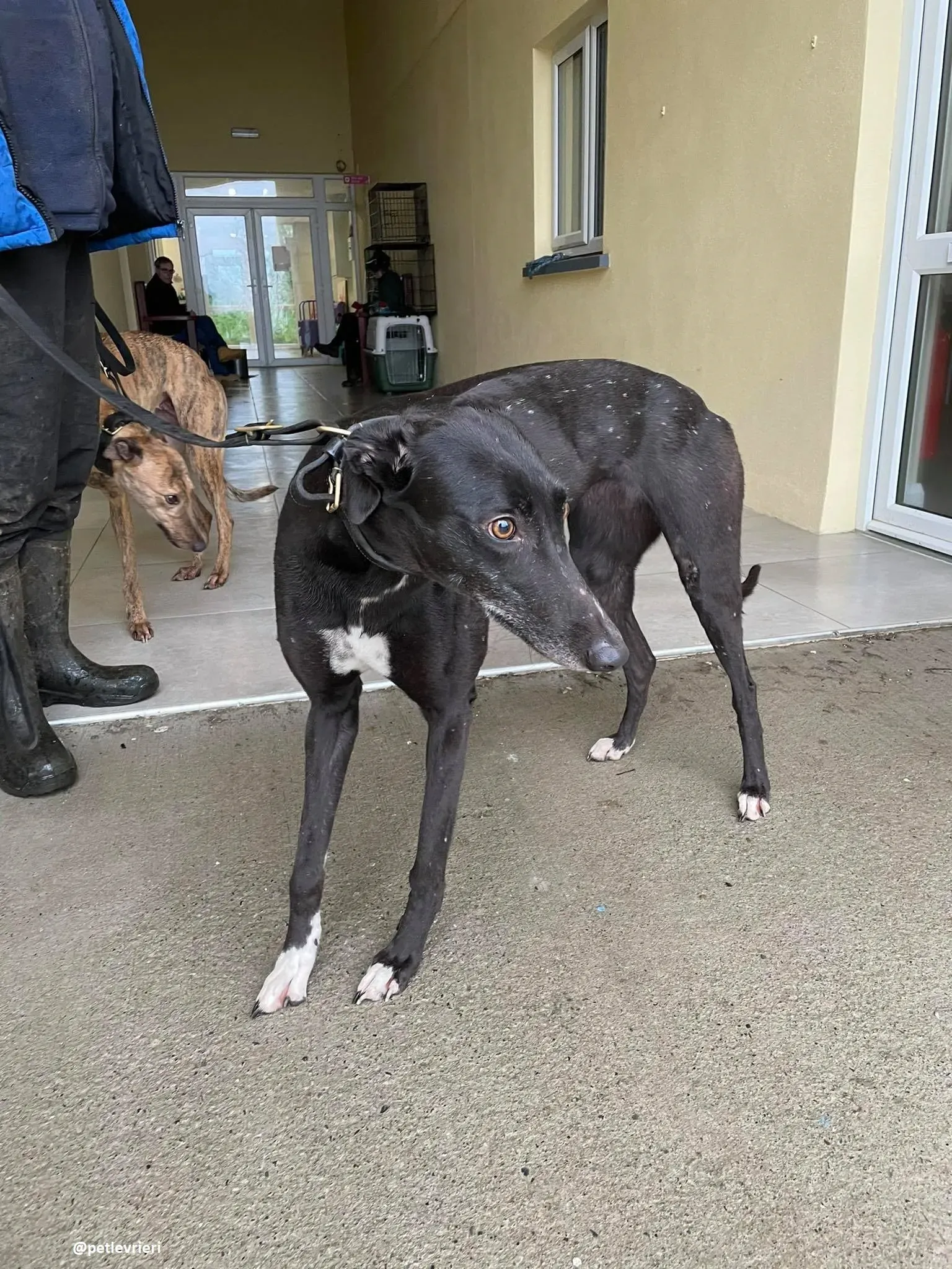 dream adozione greyhound 2