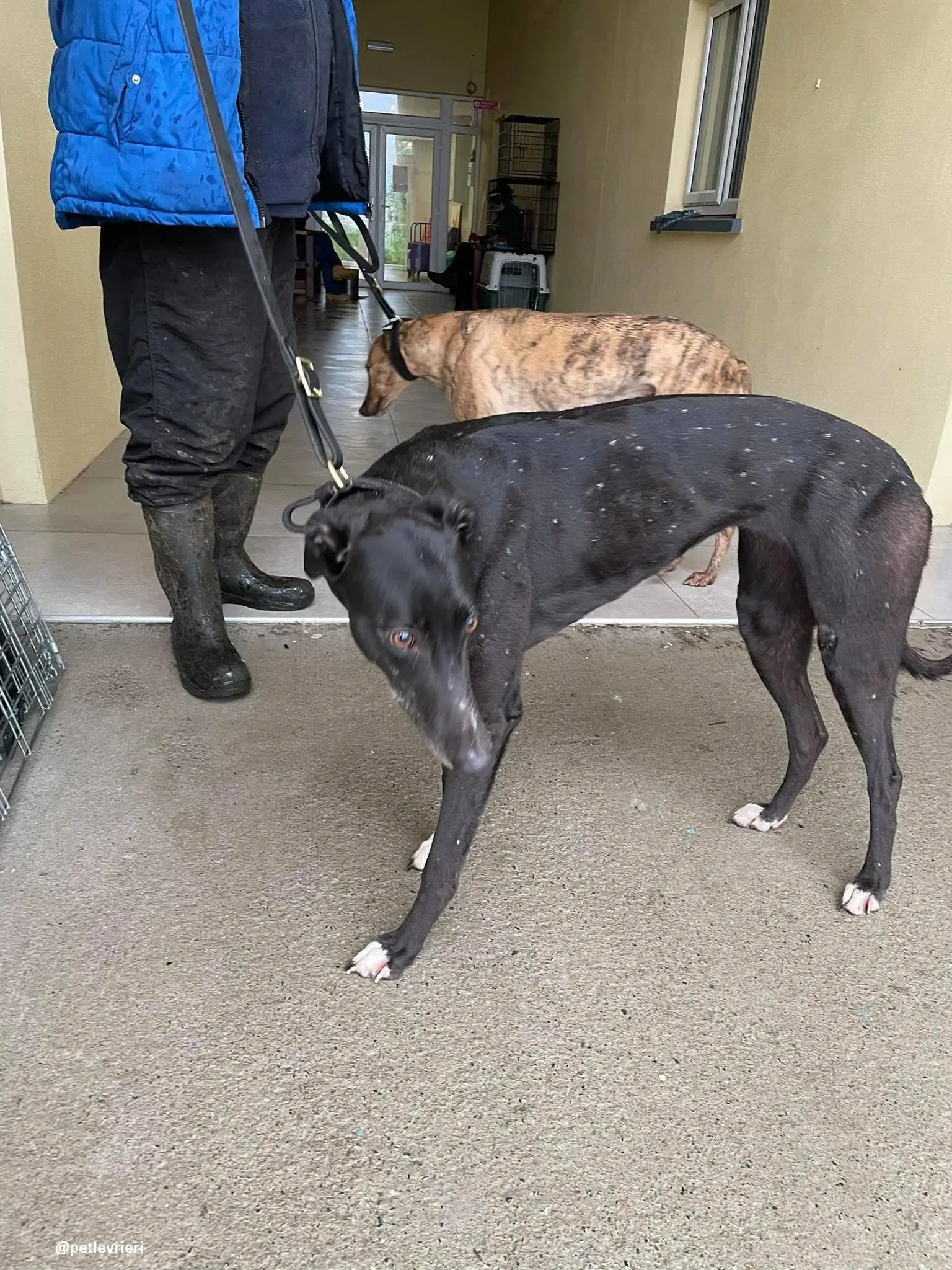 dream adozione greyhound 3