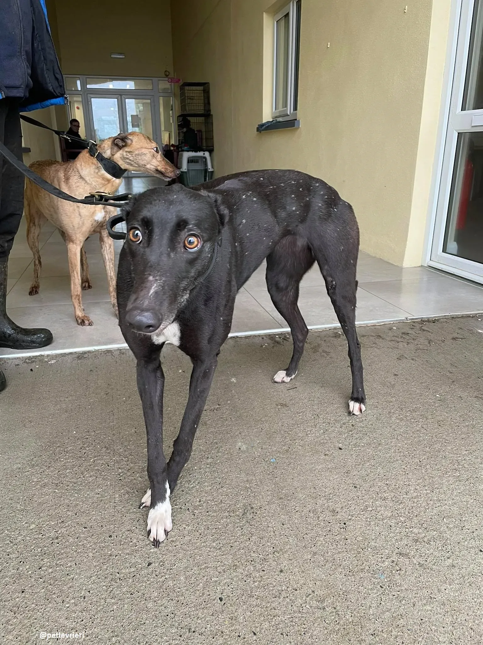 dream adozione greyhound 4