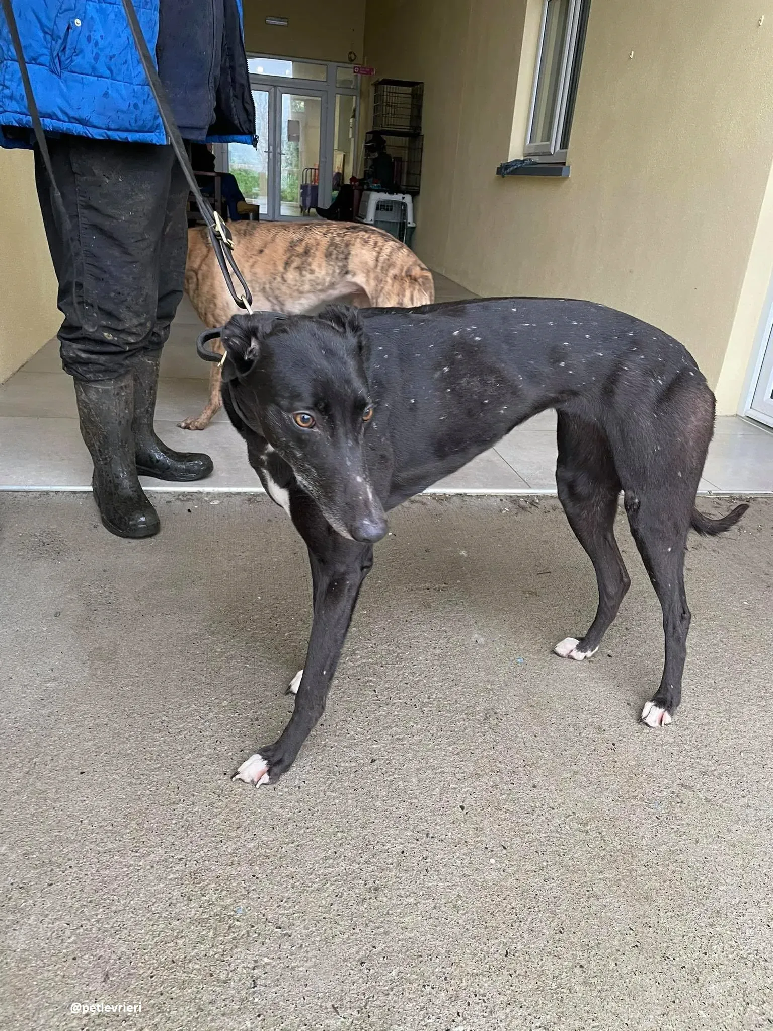 dream adozione greyhound 5