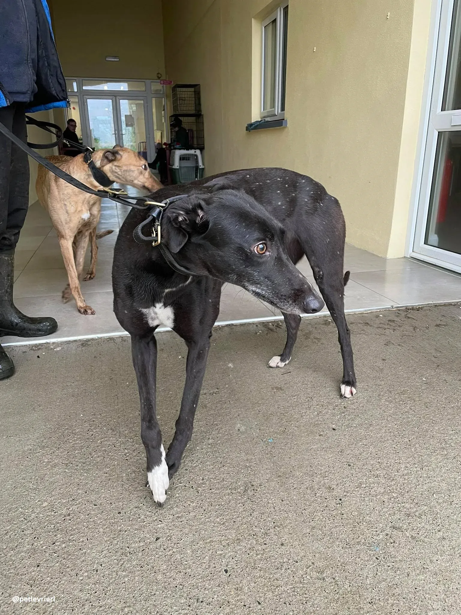 dream adozione greyhound 6