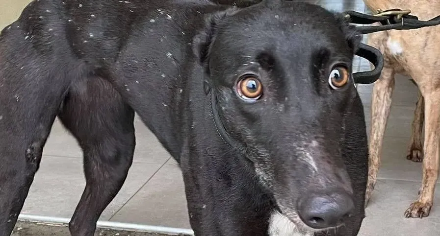 dream adozione greyhound 7 e1612691790851