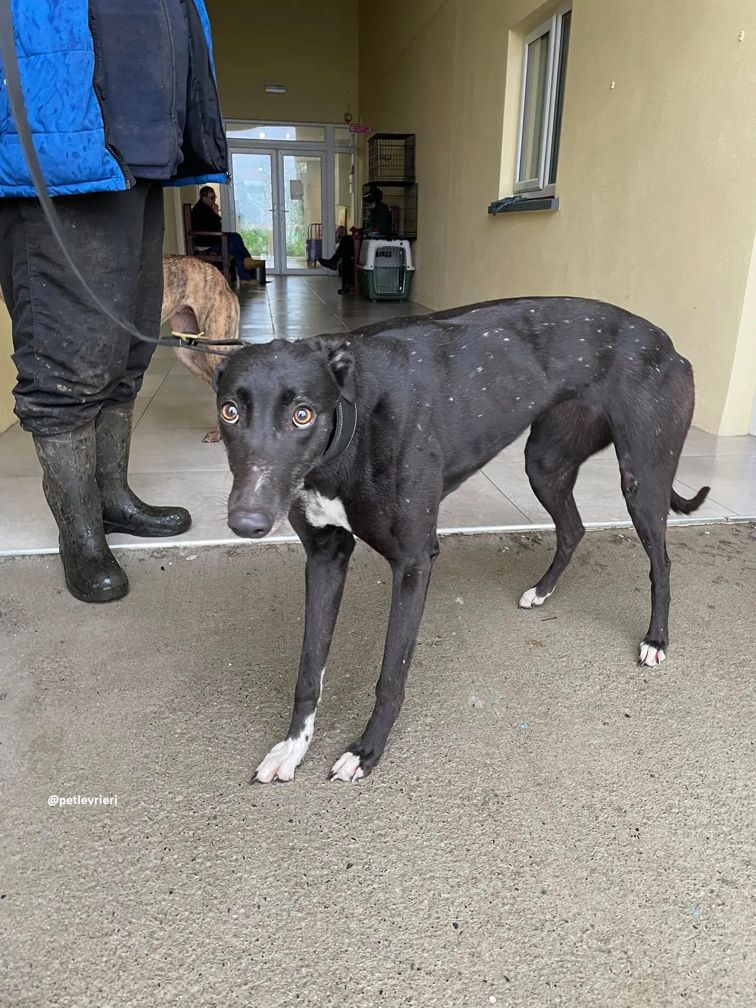 dream adozione greyhound