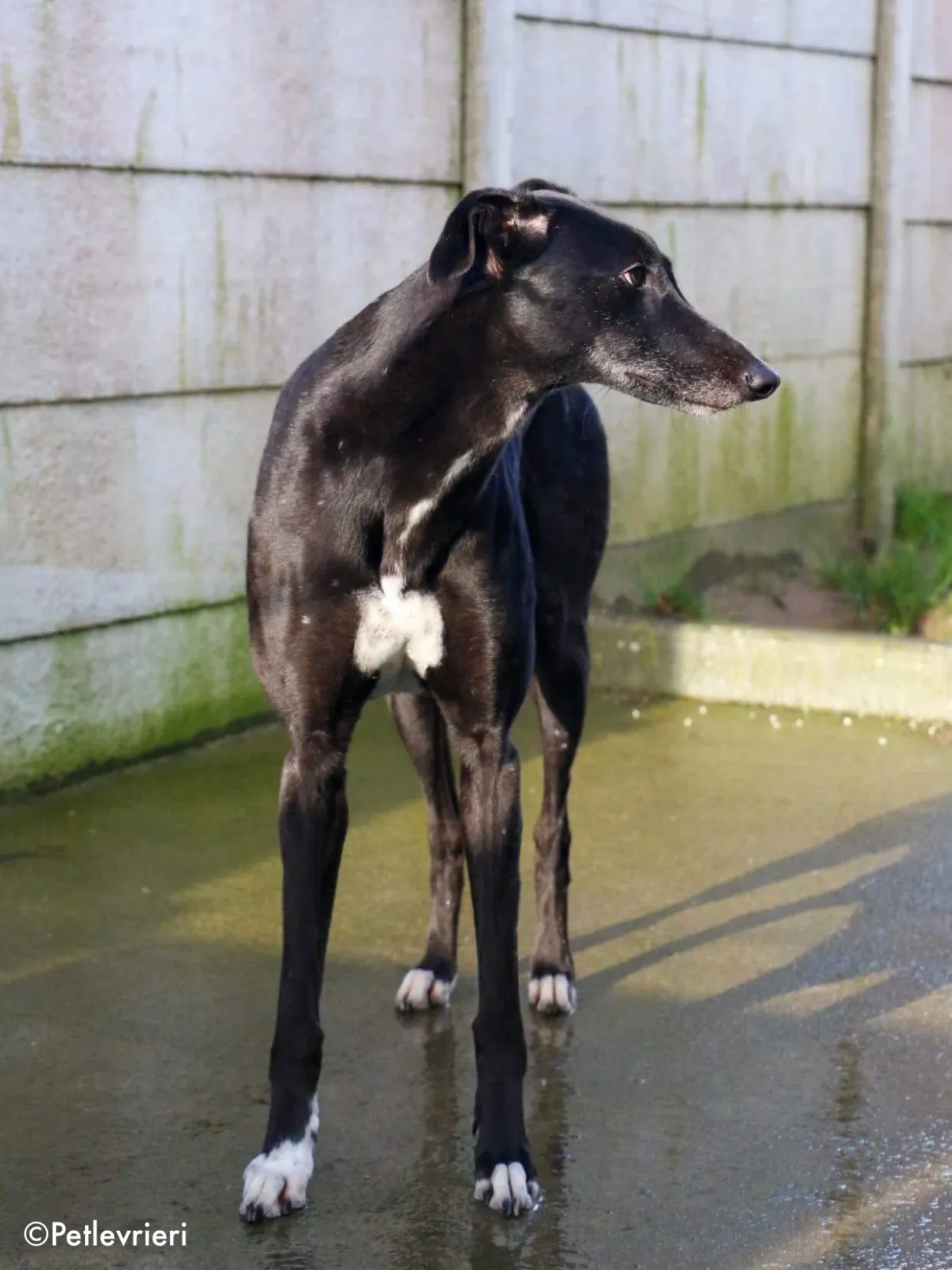 dream adozione levrieri greyhound 1